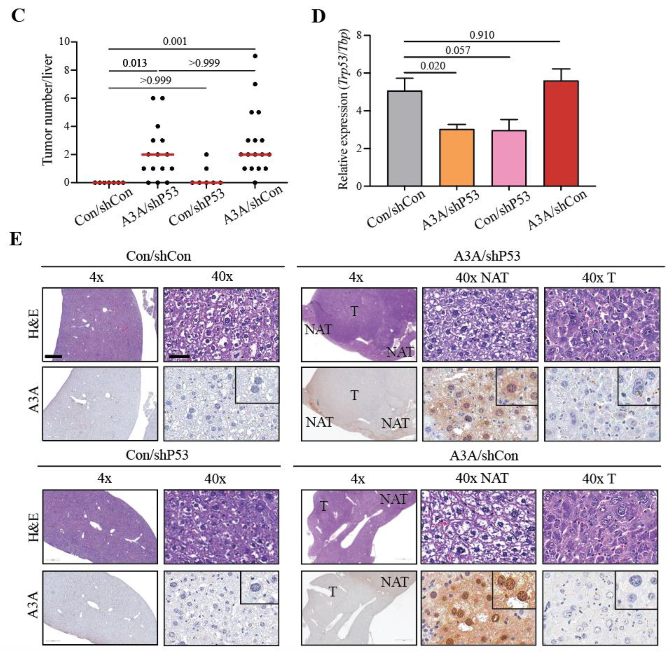 Preprints 72116 g002b