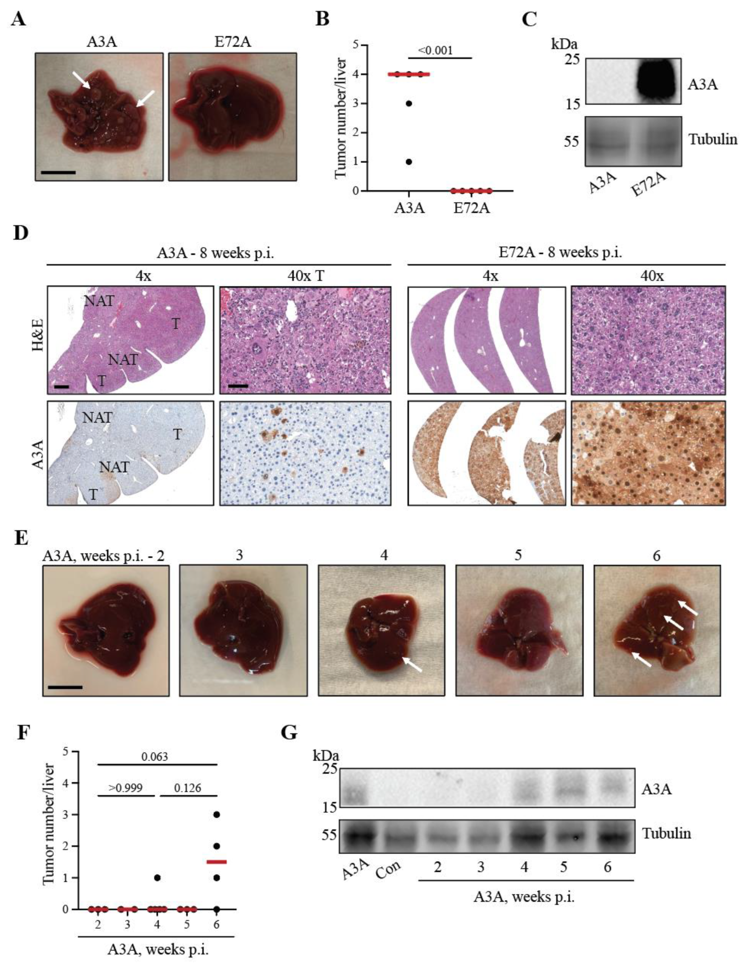 Preprints 72116 g003