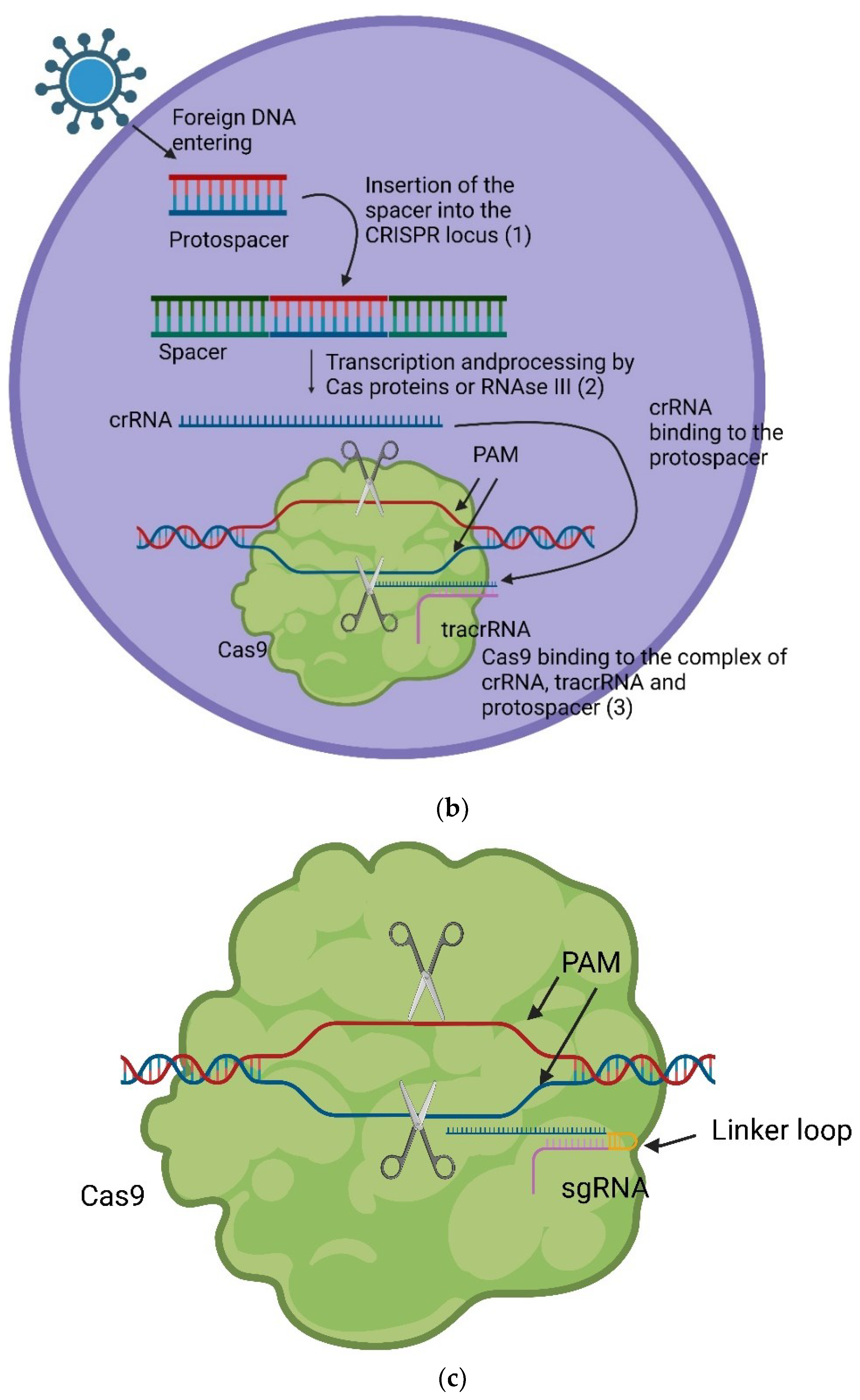 Preprints 92933 g001b