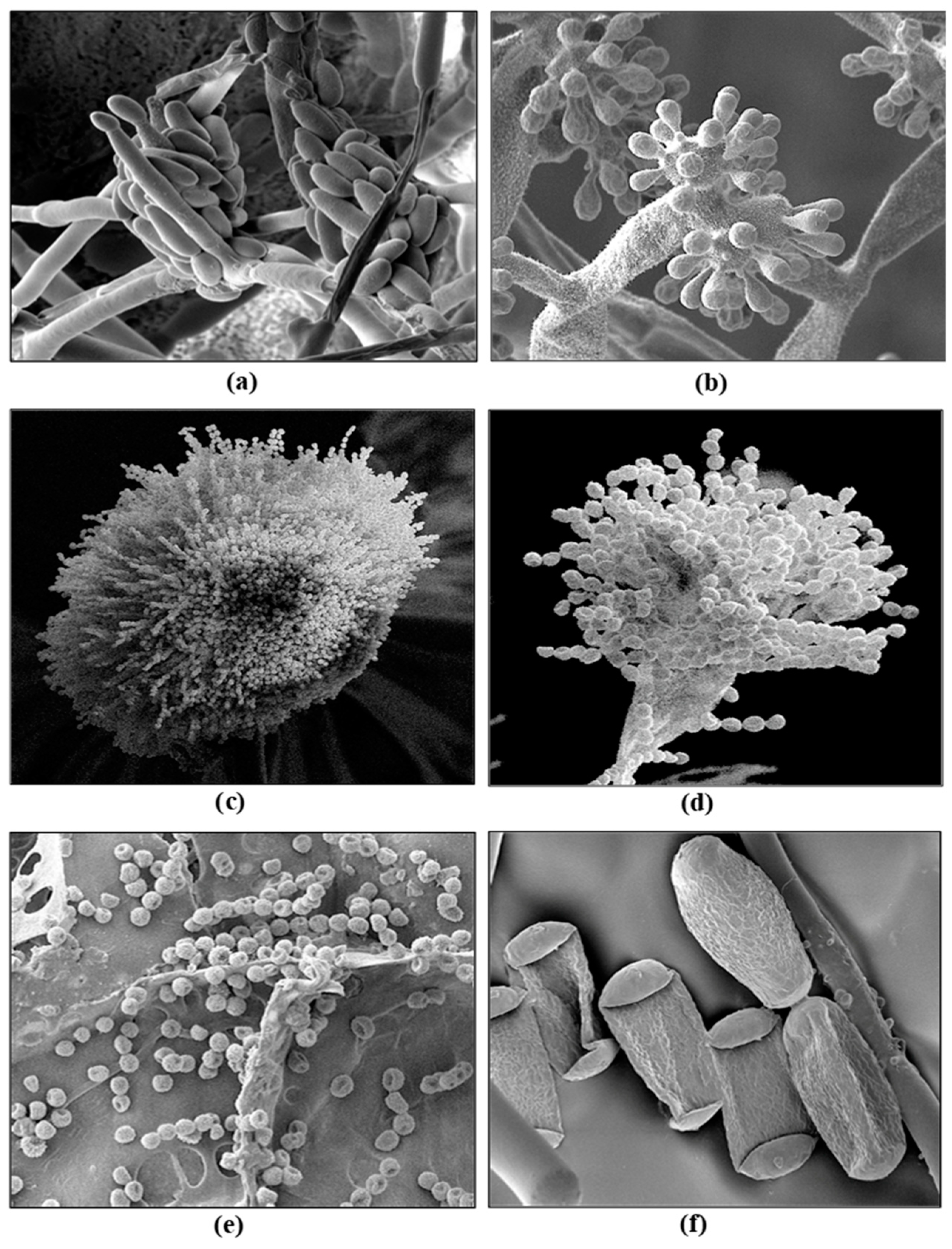 Preprints 98260 g010