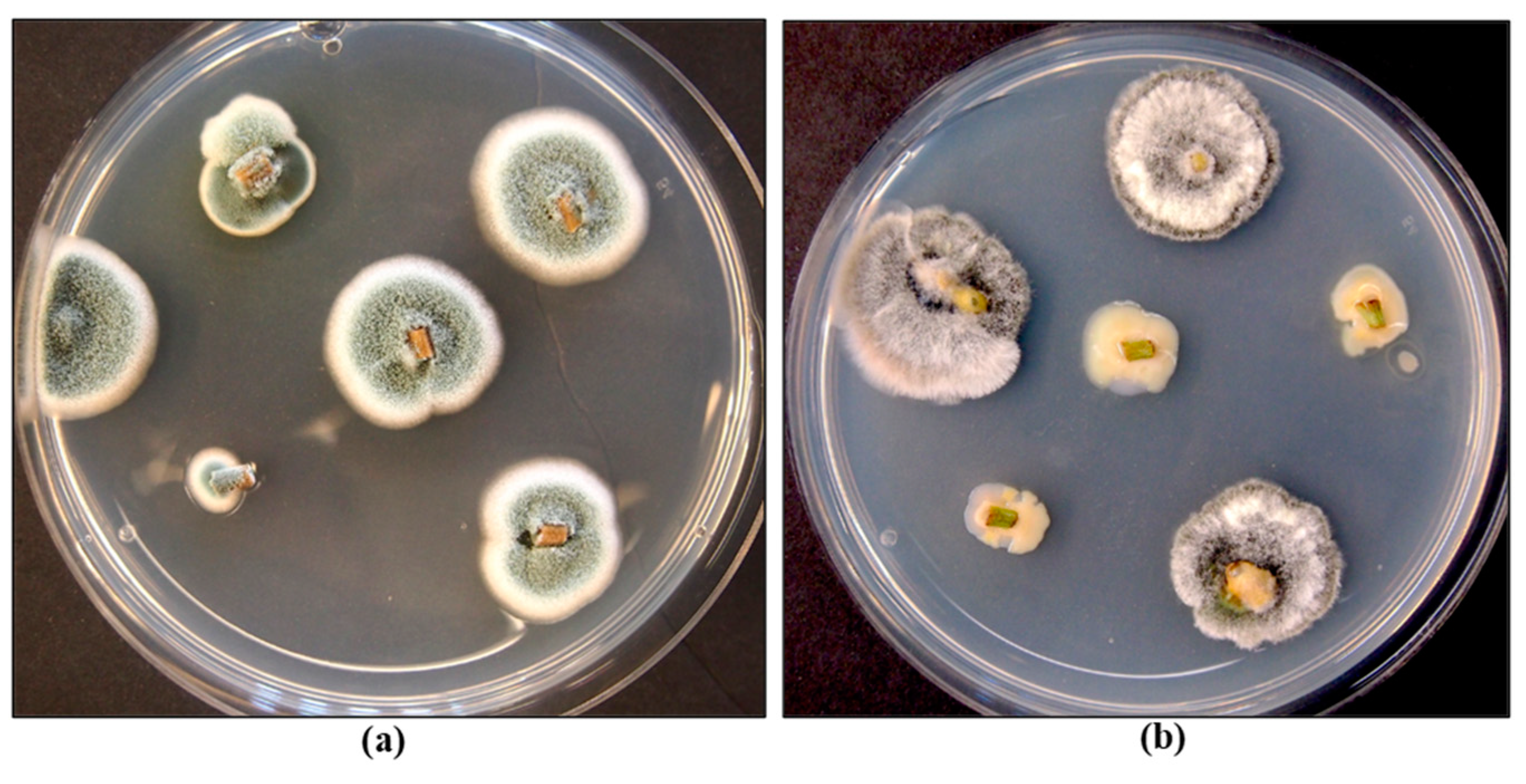 Preprints 98260 g024