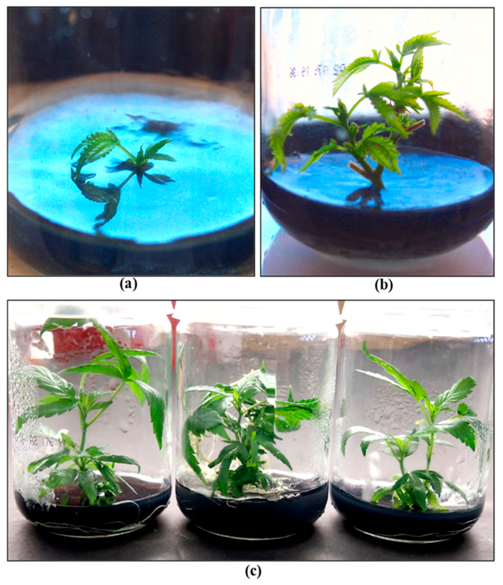 Preprints 98260 g025