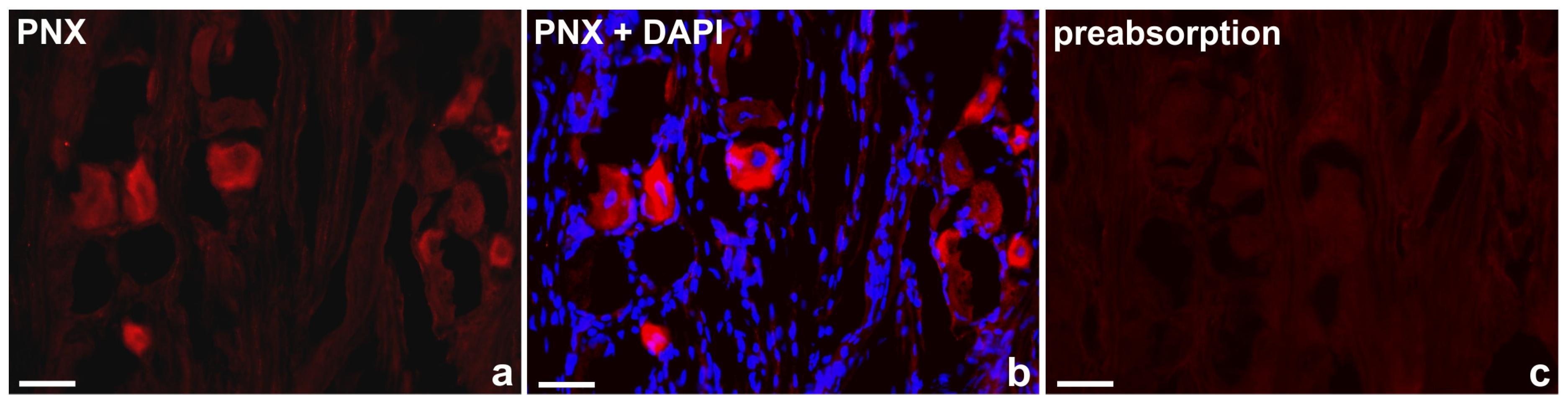 Preprints 78596 g001