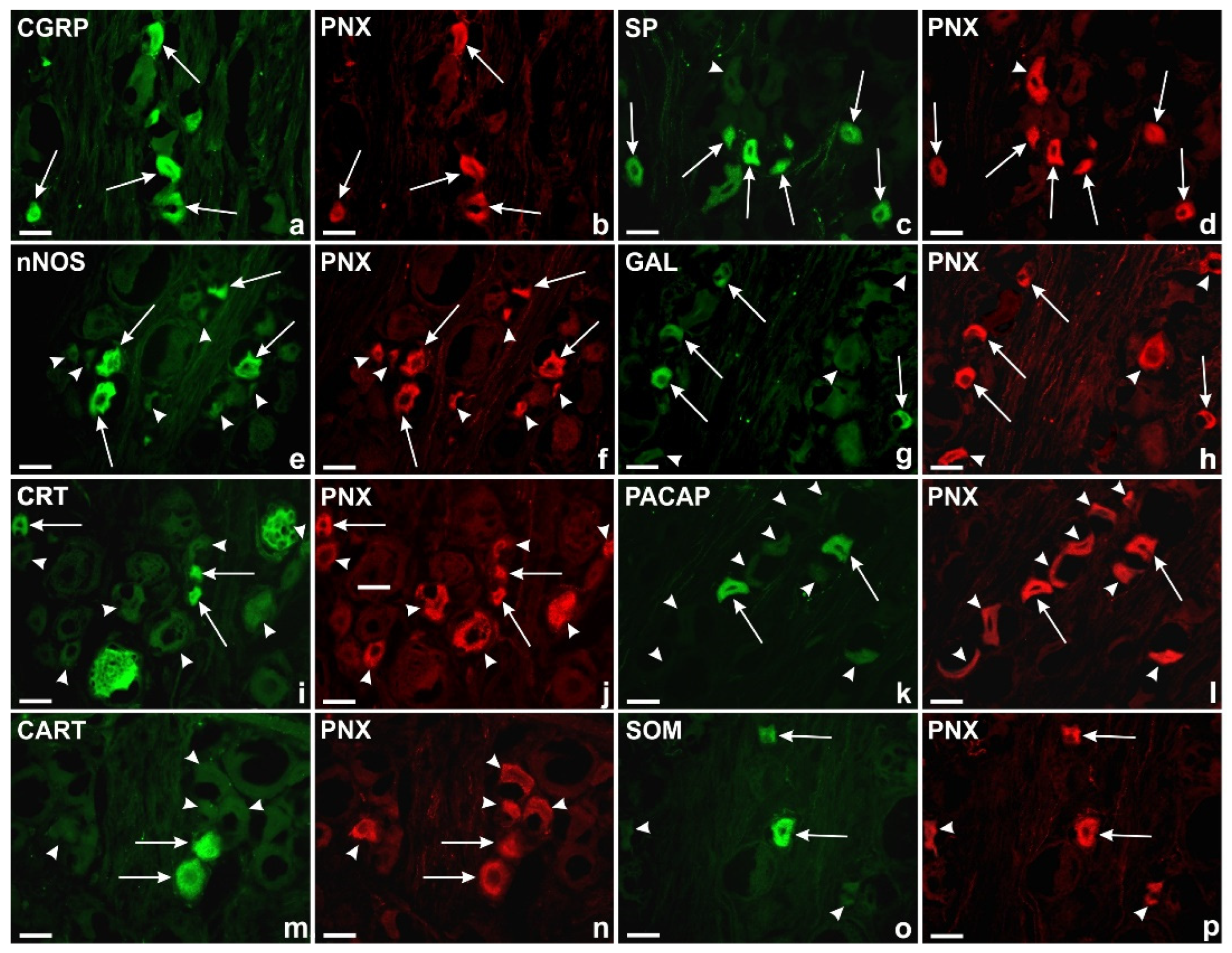 Preprints 78596 g007