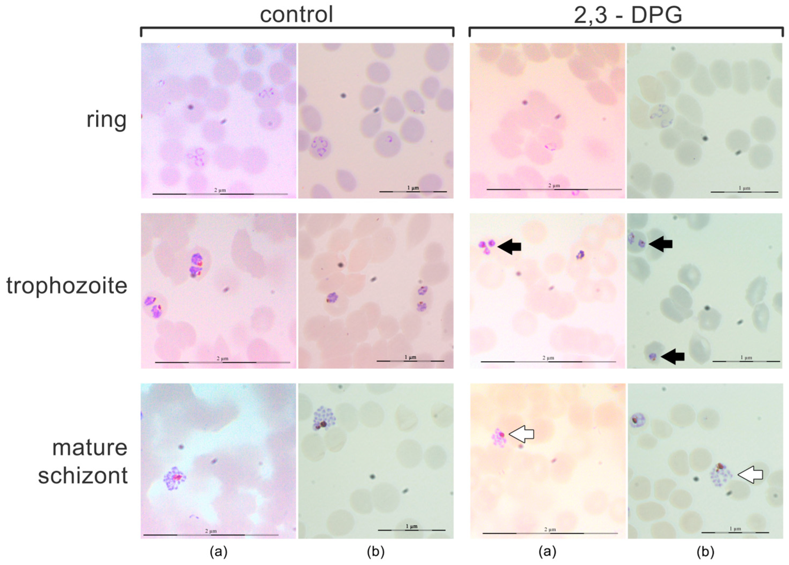 Preprints 90271 g002