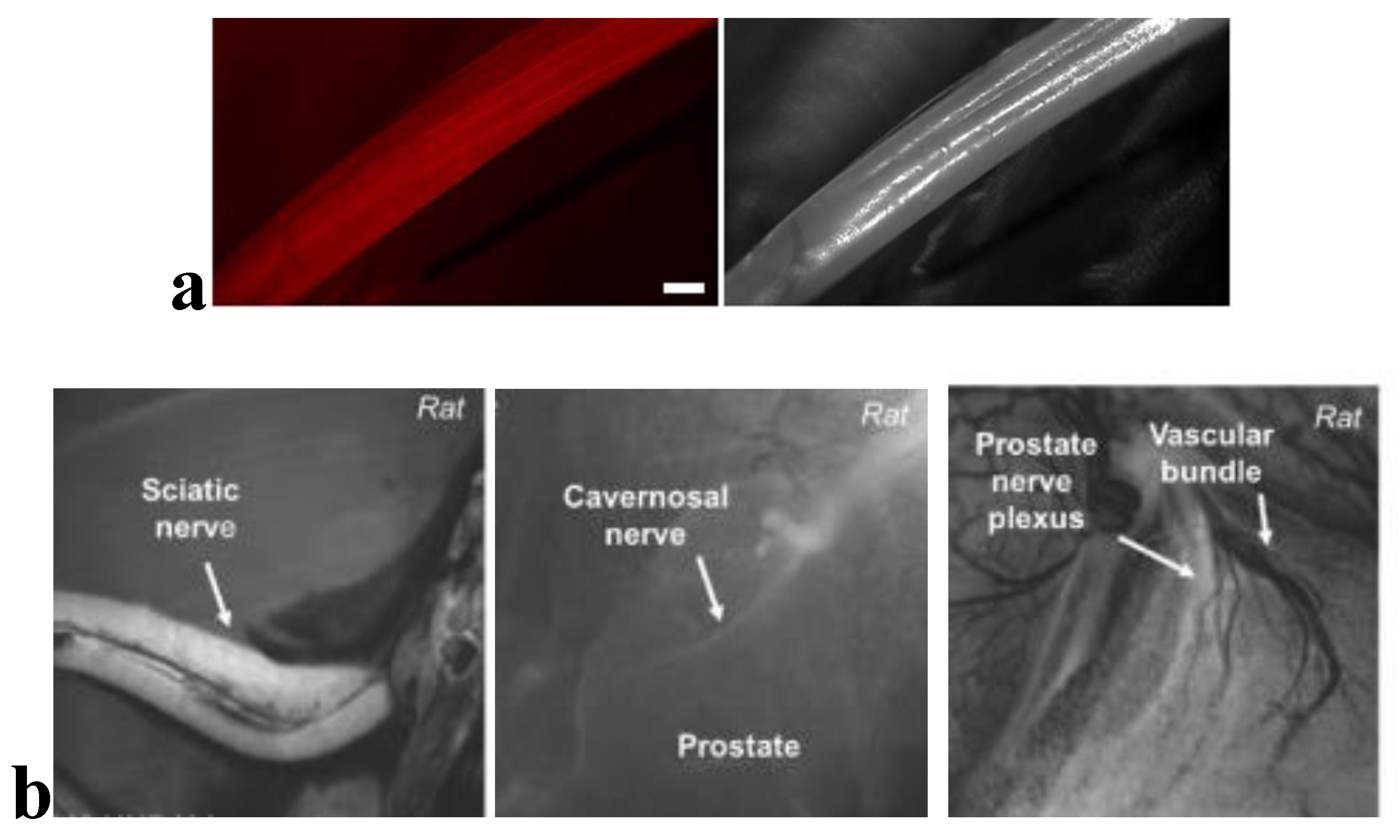 Preprints 103070 g004a