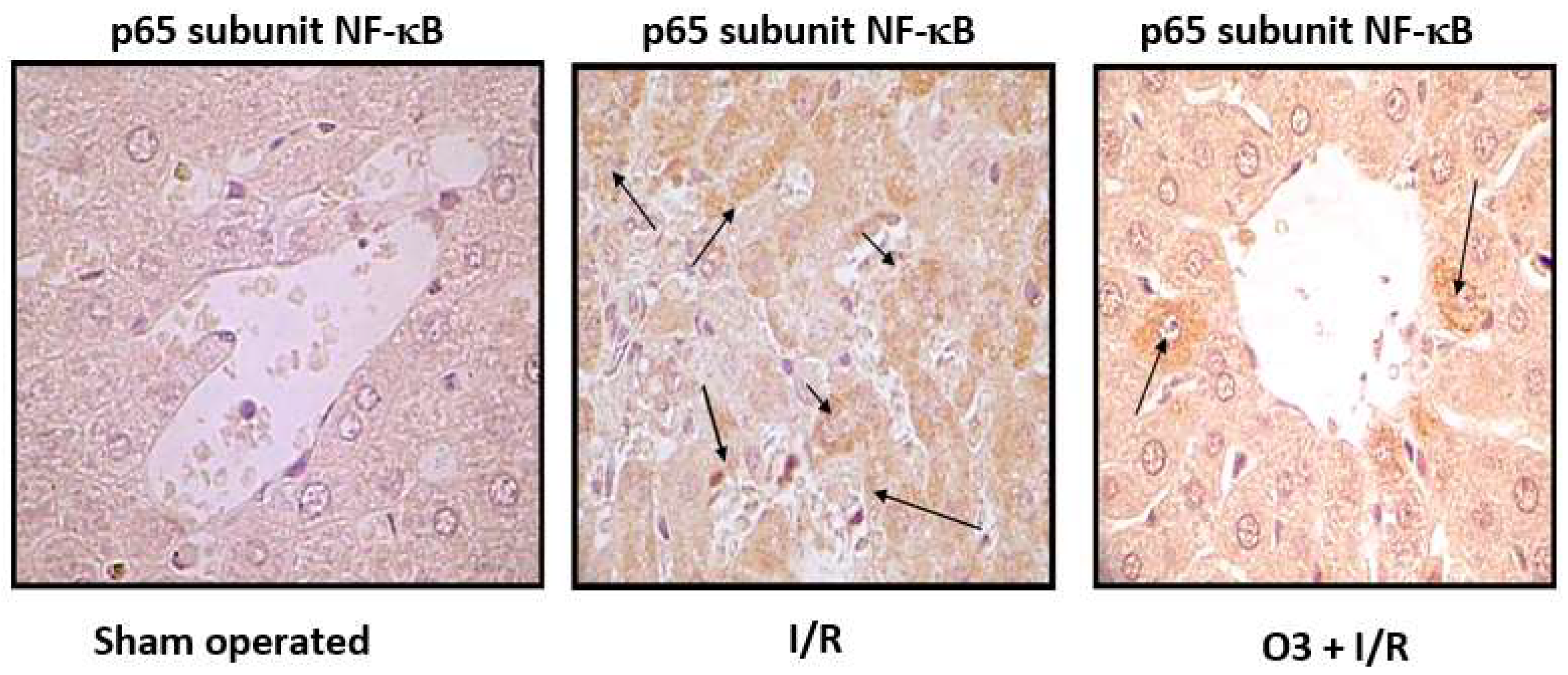 Preprints 120096 g004