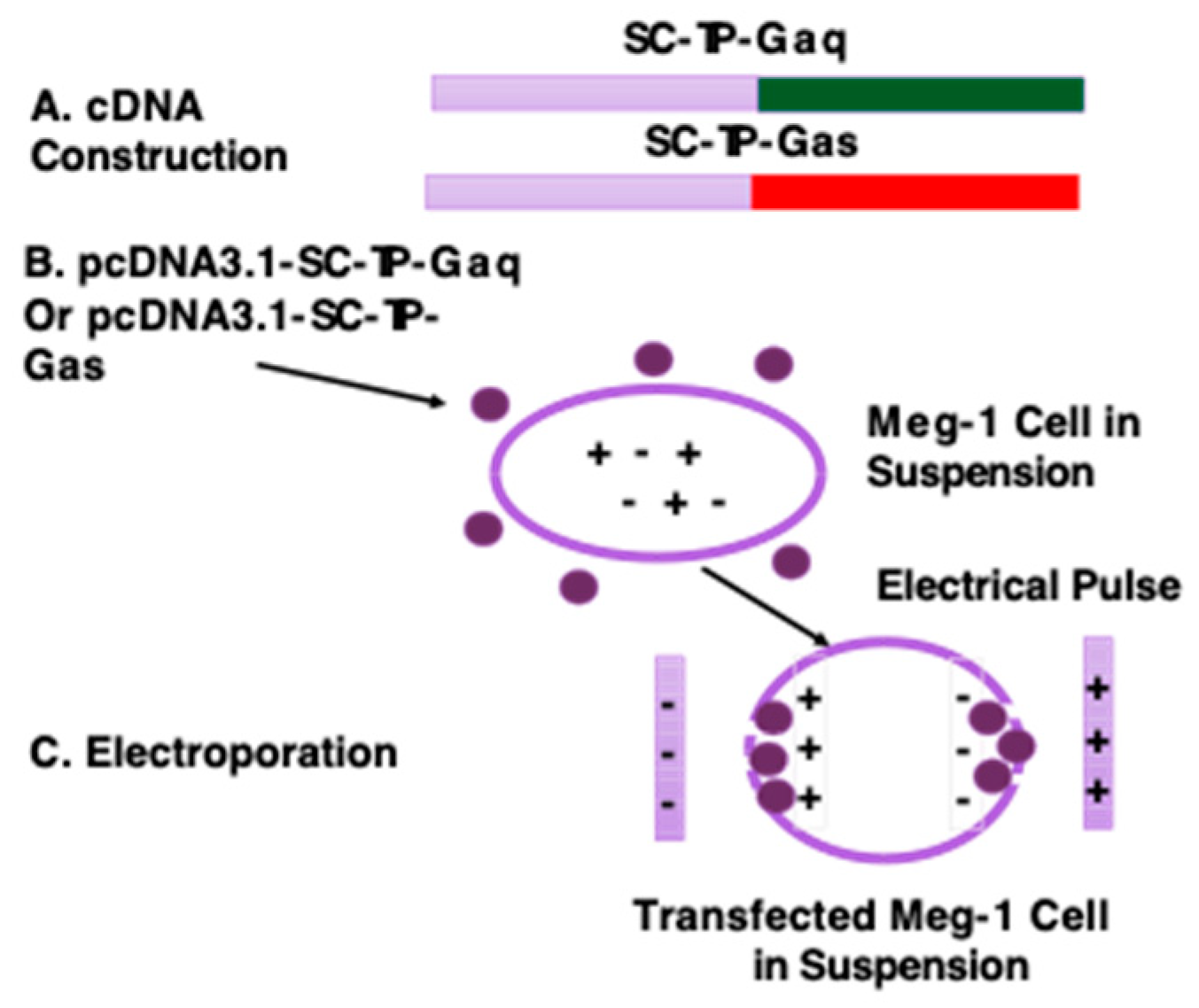 Preprints 81707 g004