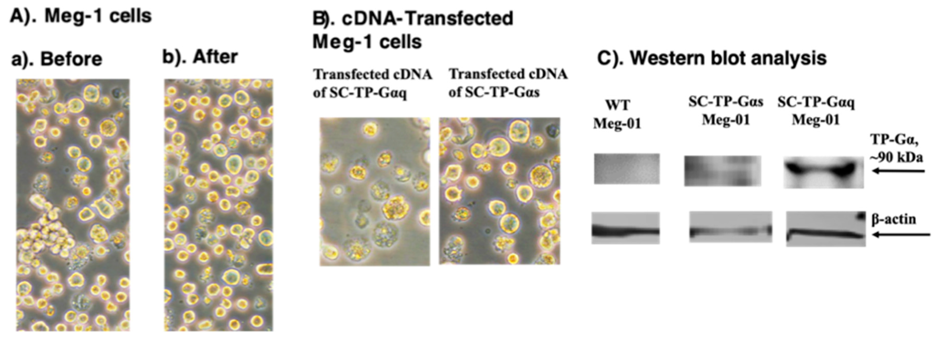 Preprints 81707 g005