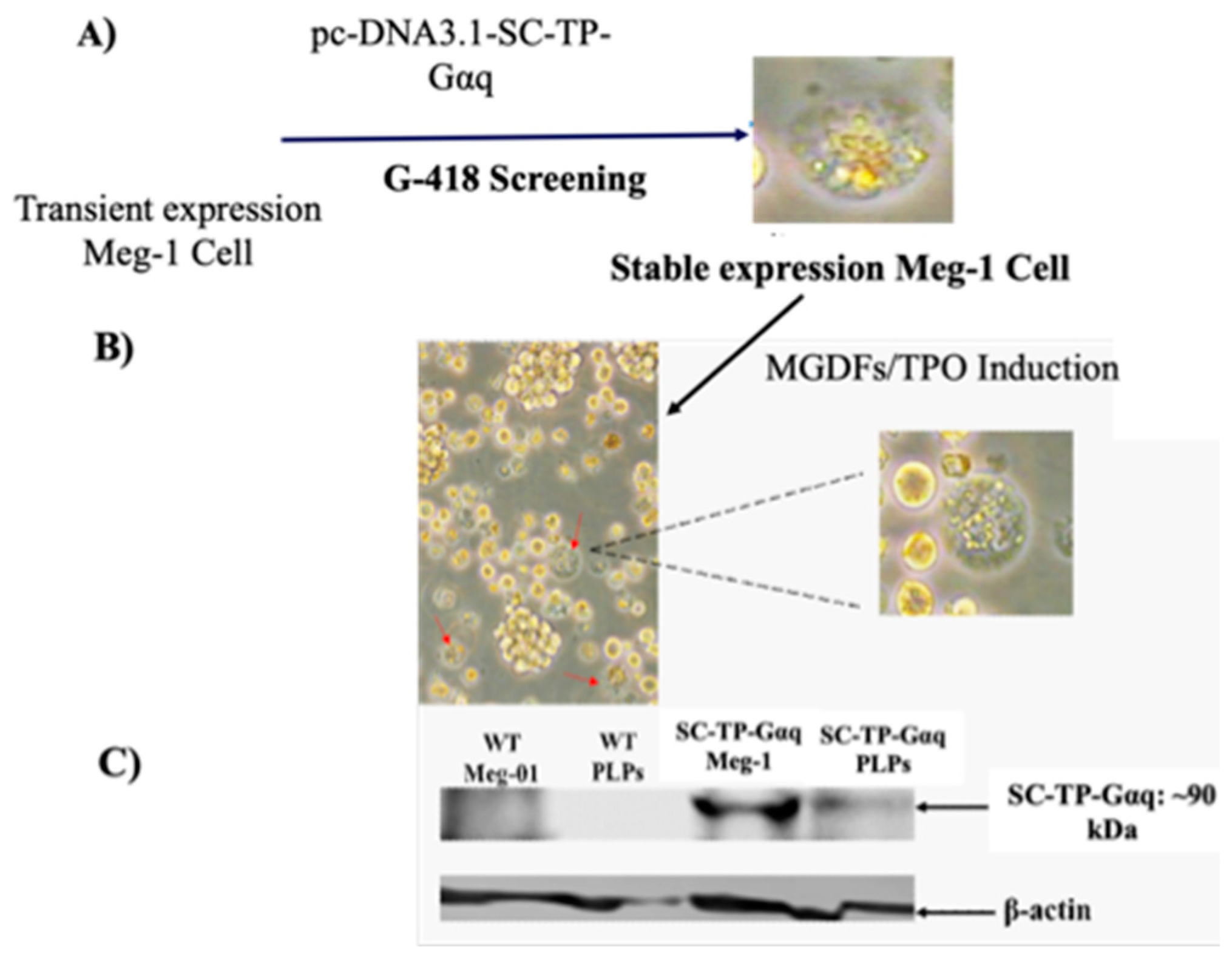 Preprints 81707 g006