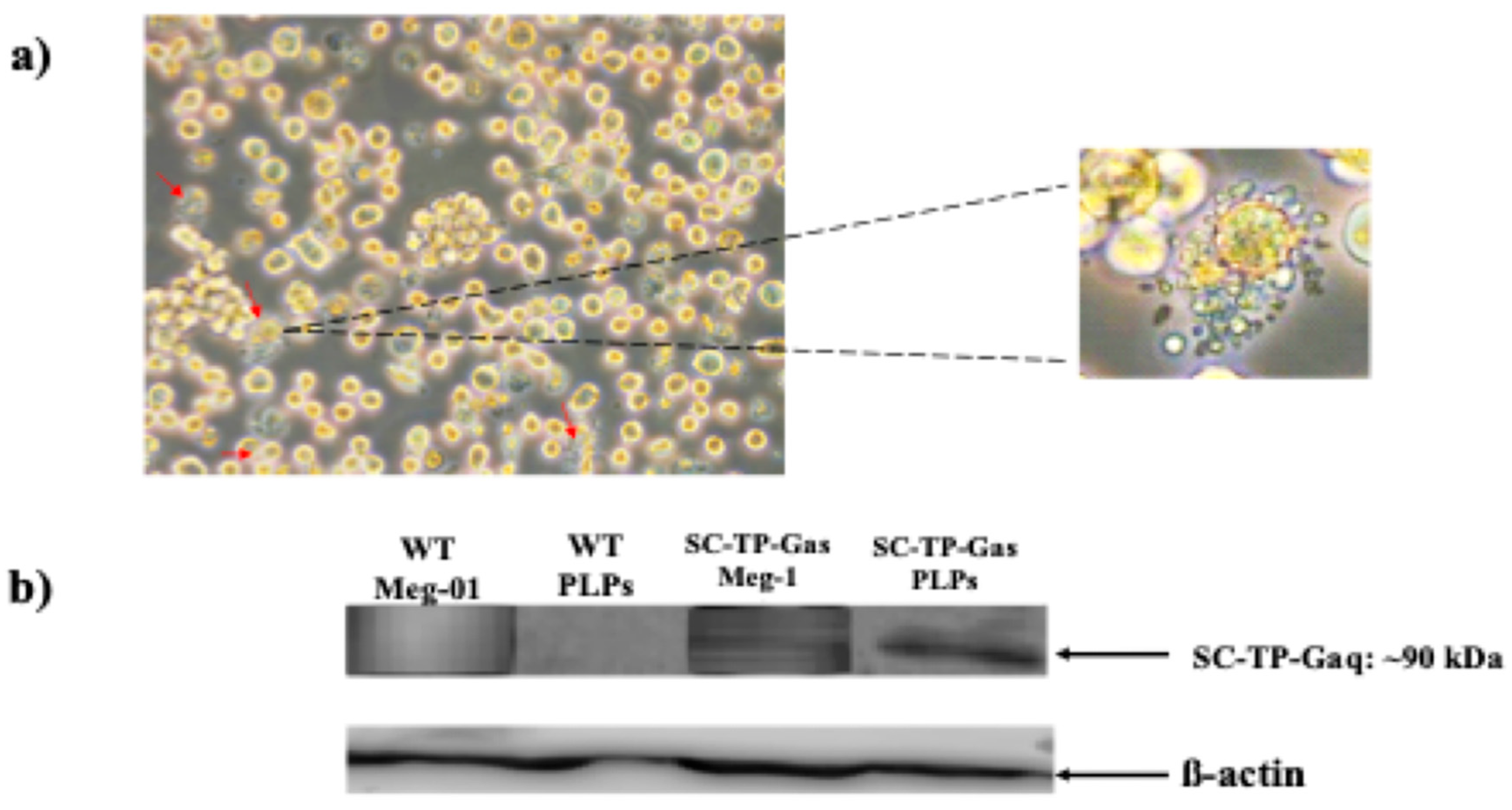 Preprints 81707 g007