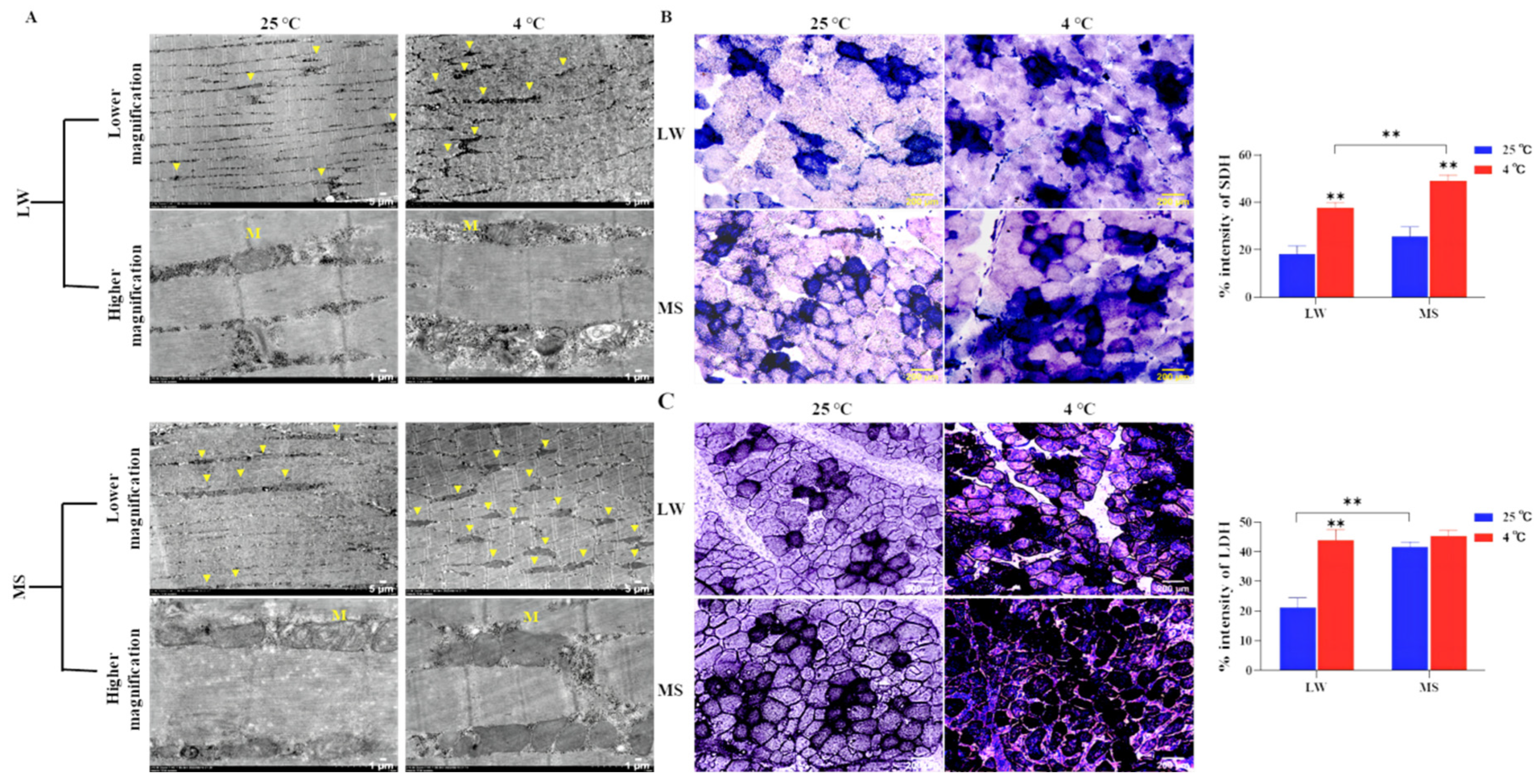 Preprints 84700 g003