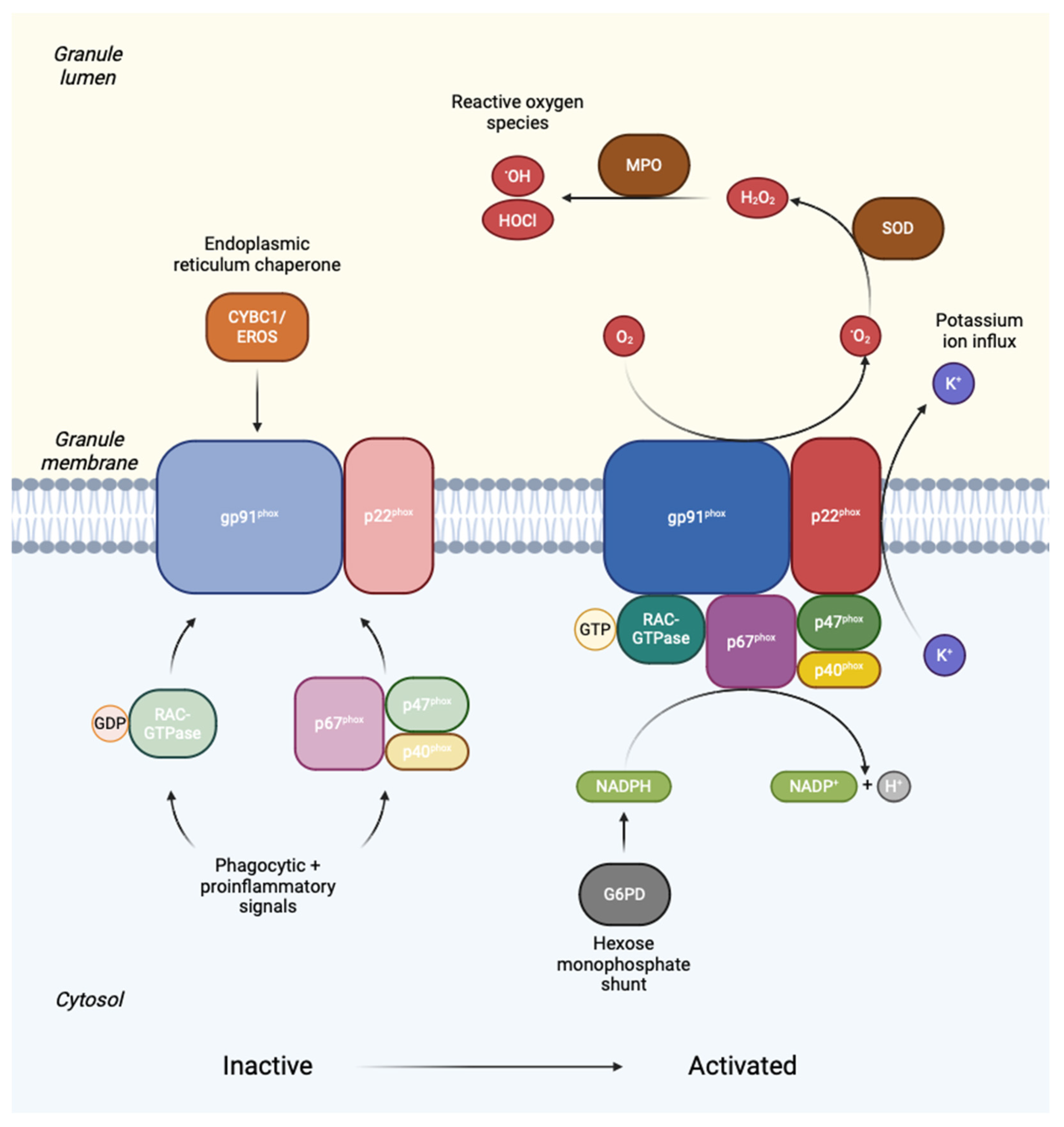 Preprints 112485 g001