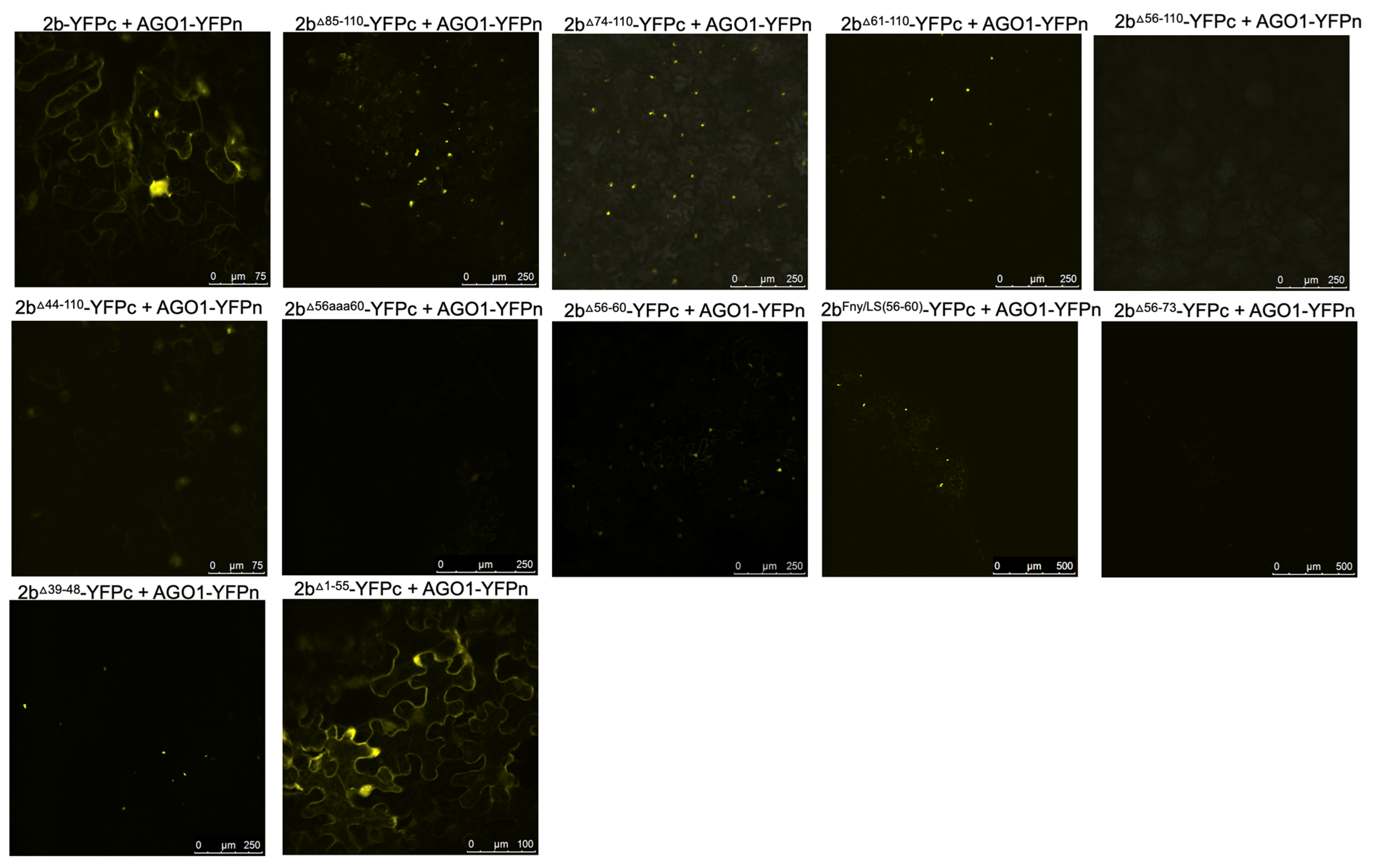 Preprints 101614 g006