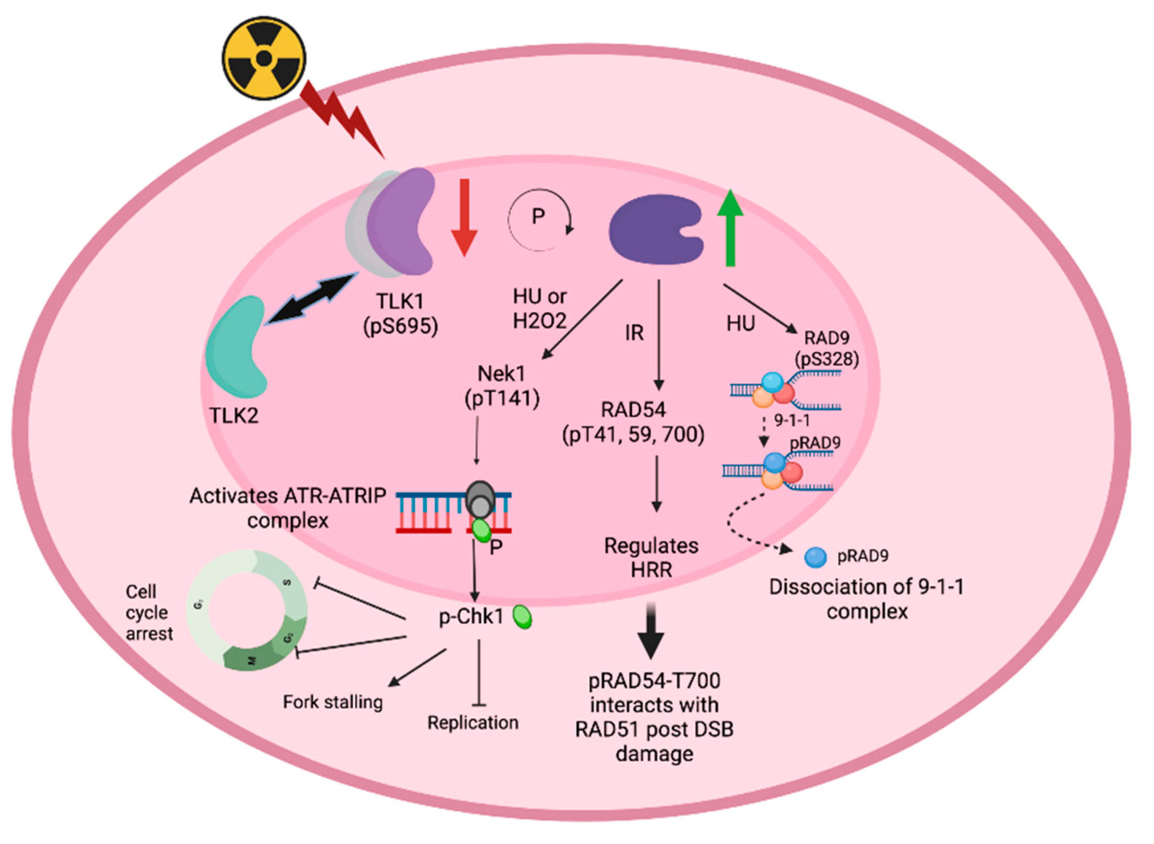 Preprints 81737 g001