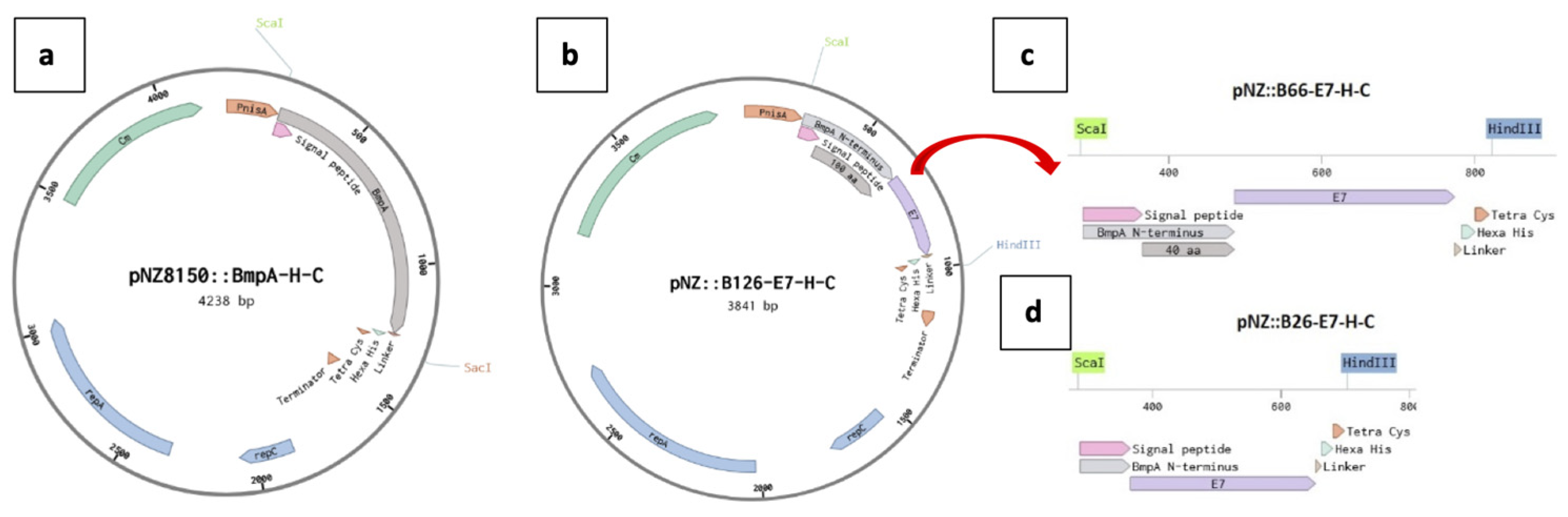 Preprints 115337 g007