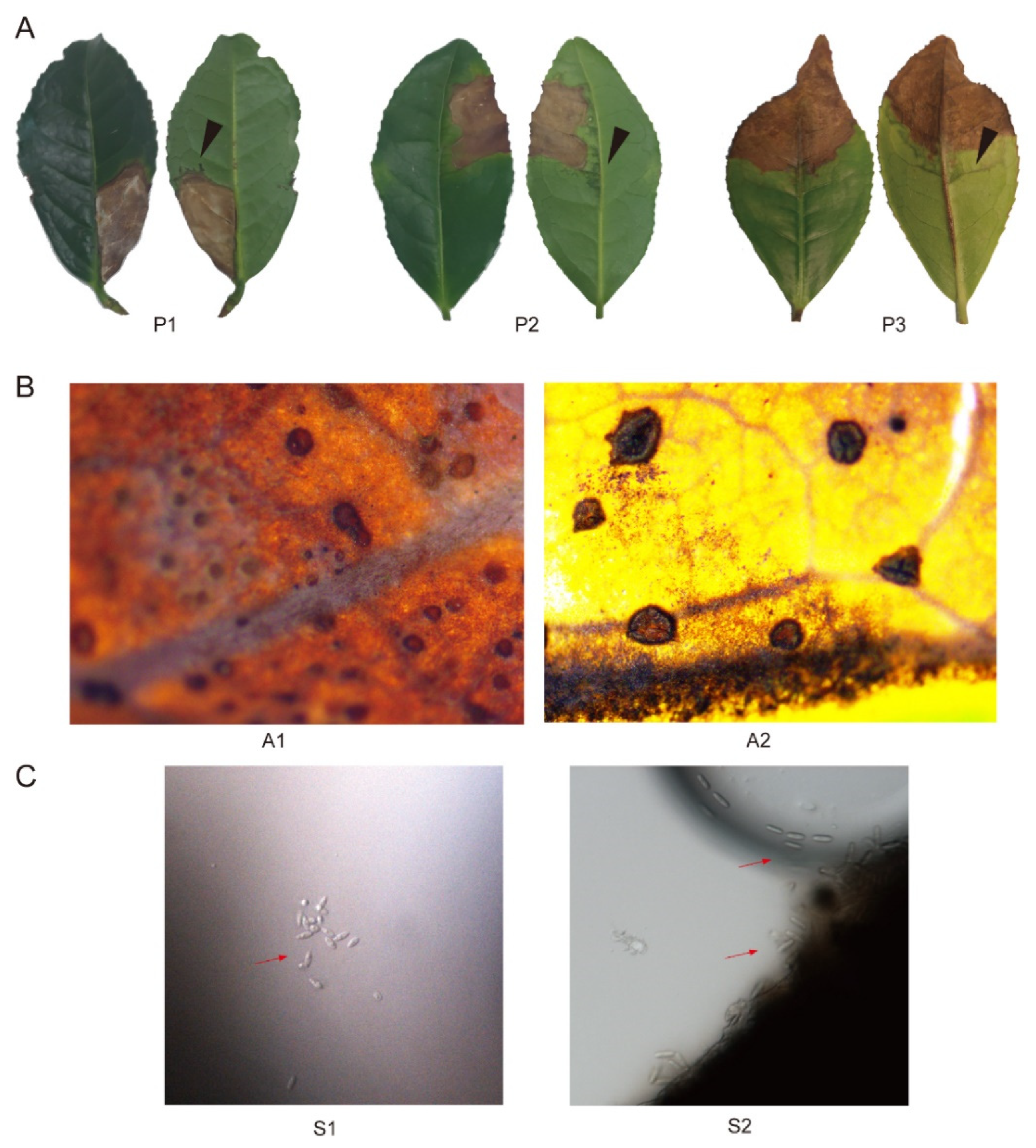 Preprints 81598 g001