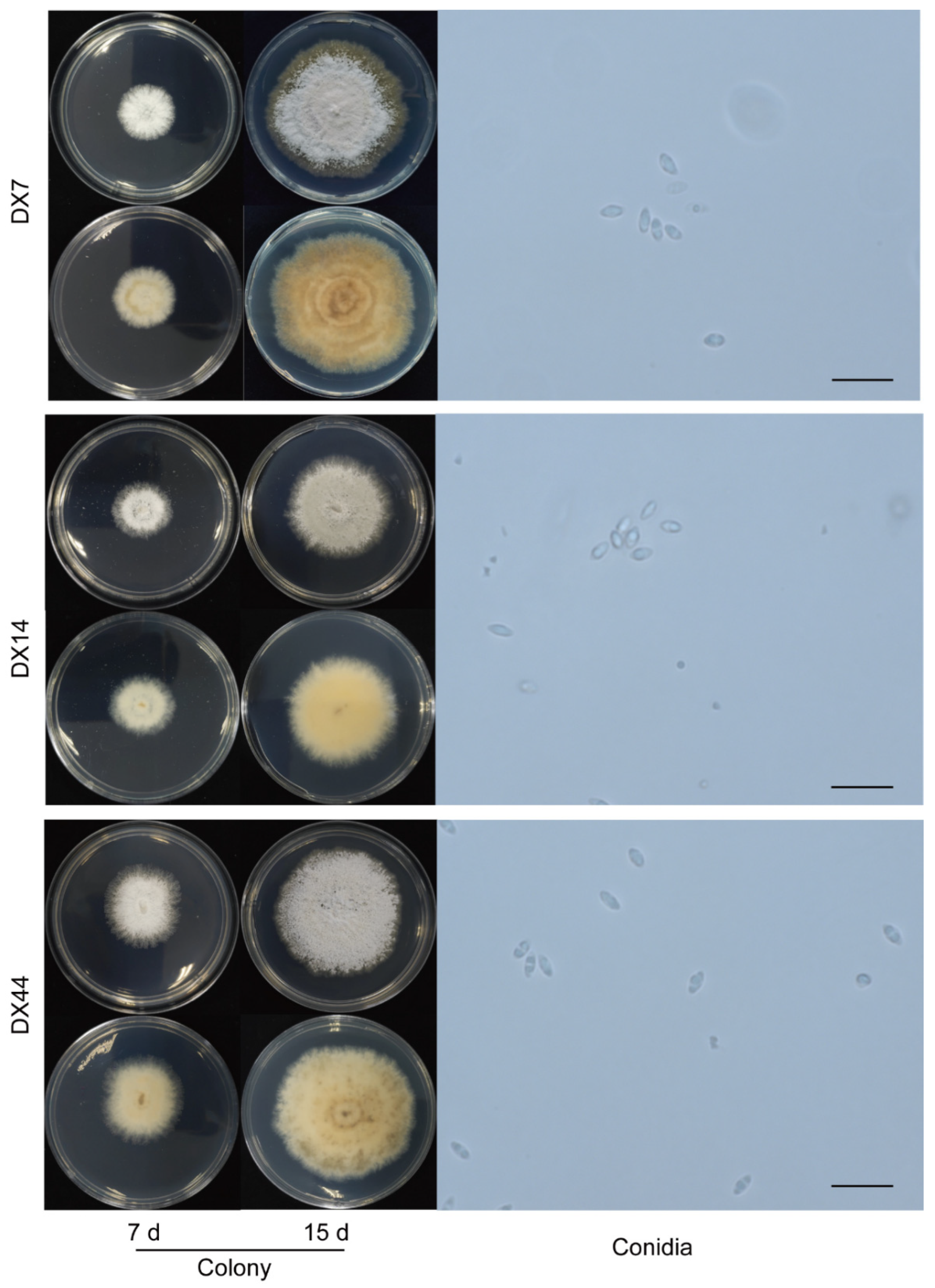 Preprints 81598 g004