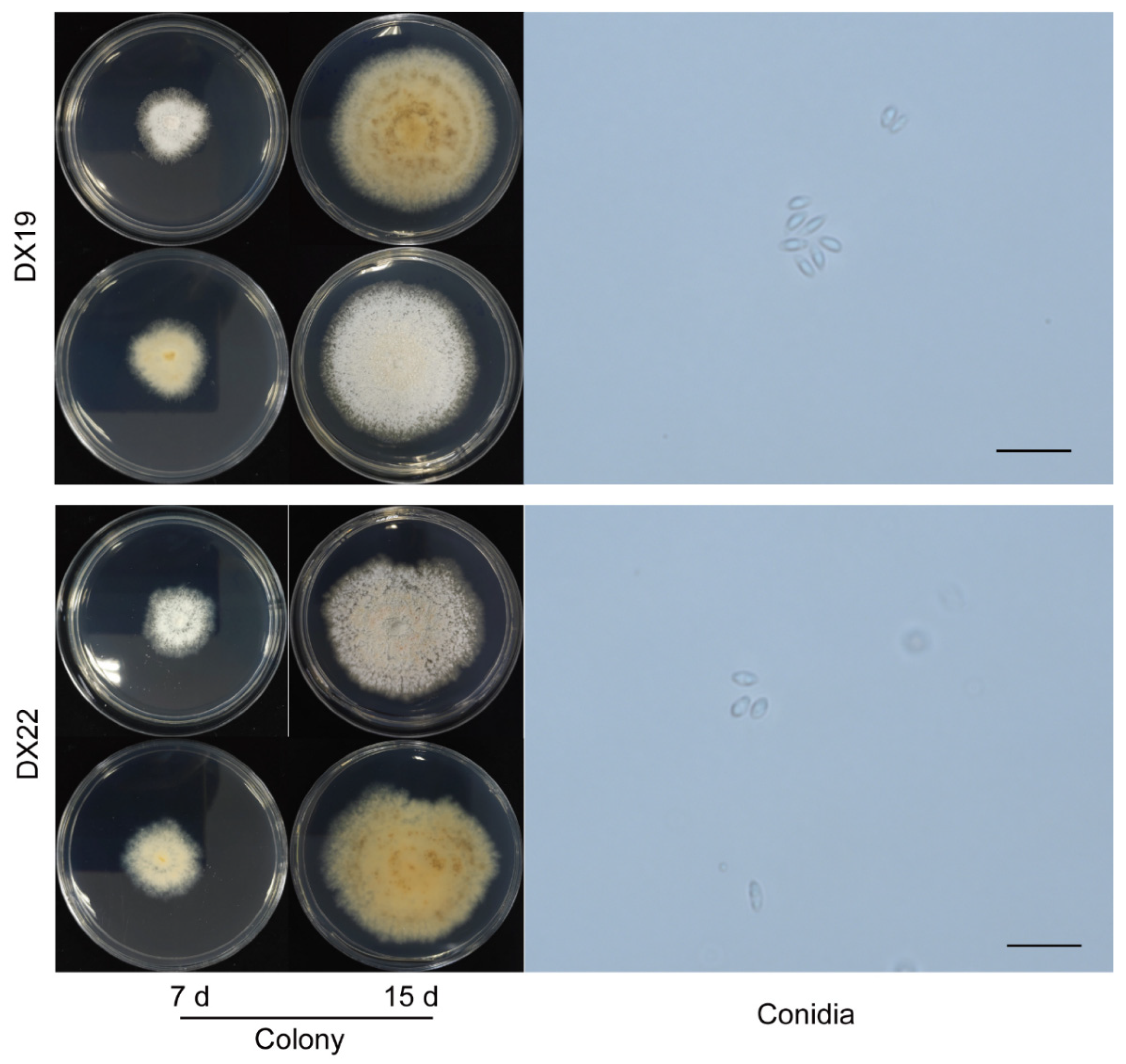 Preprints 81598 g005