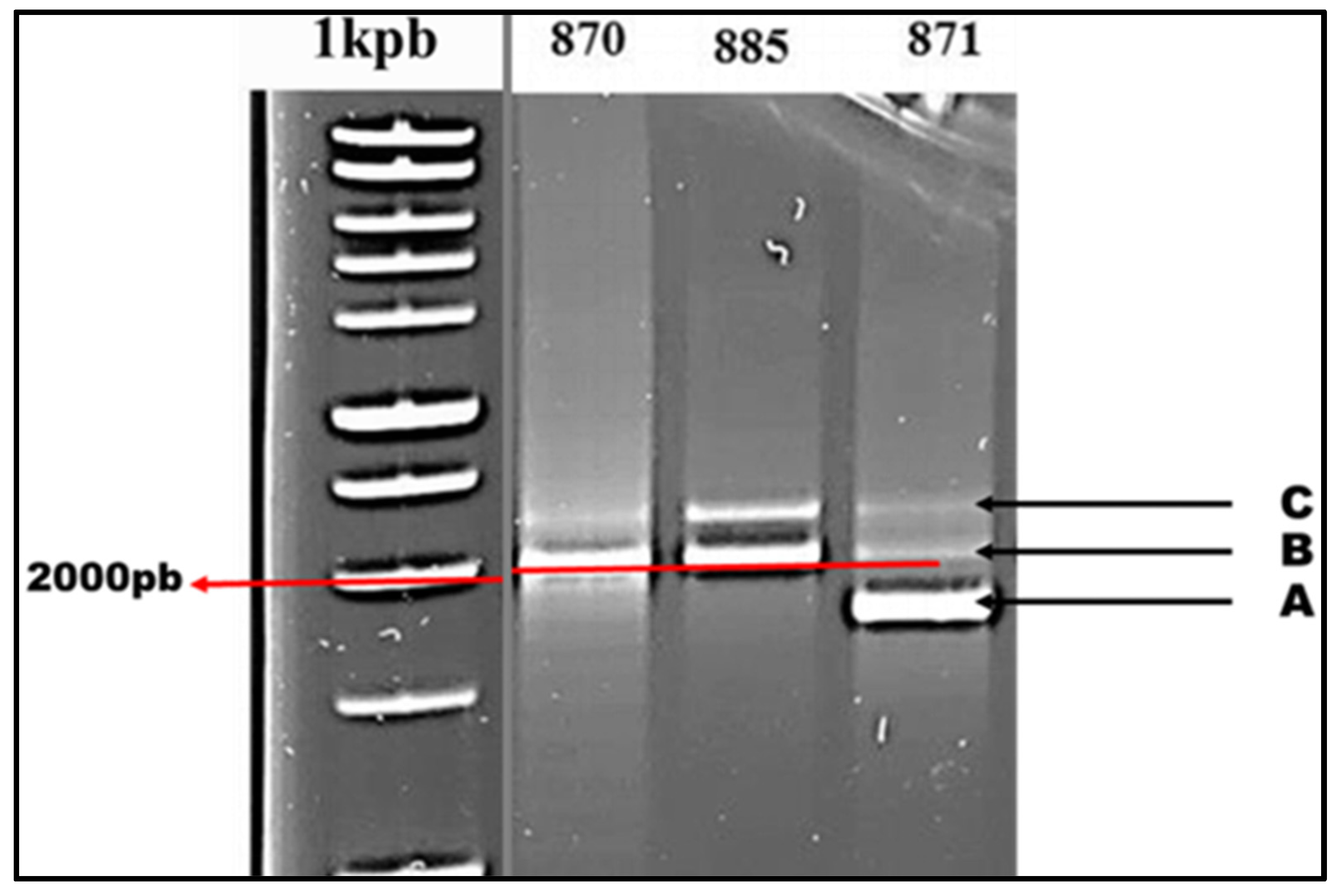 Preprints 103267 g005