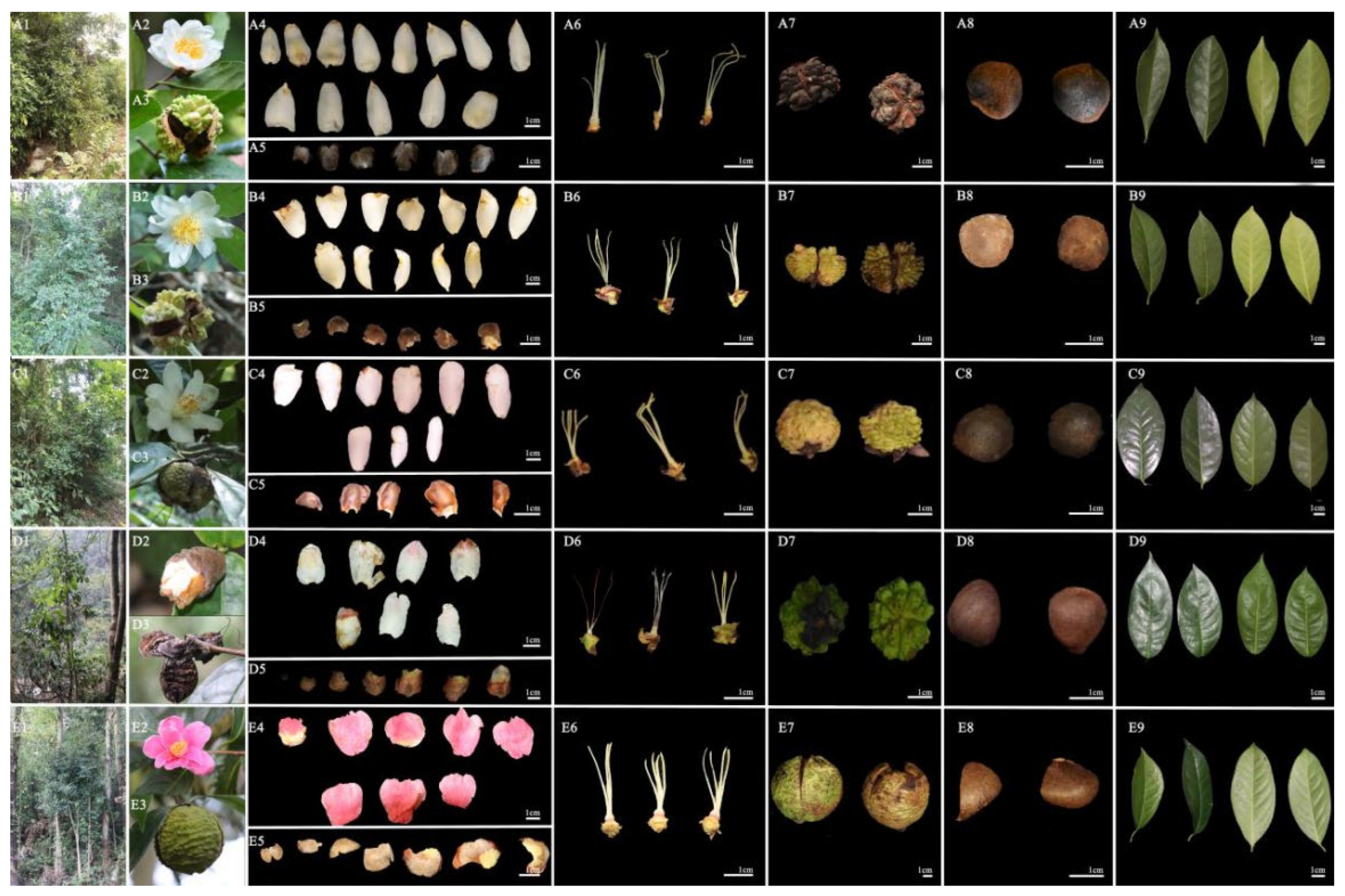 Preprints 116975 g001