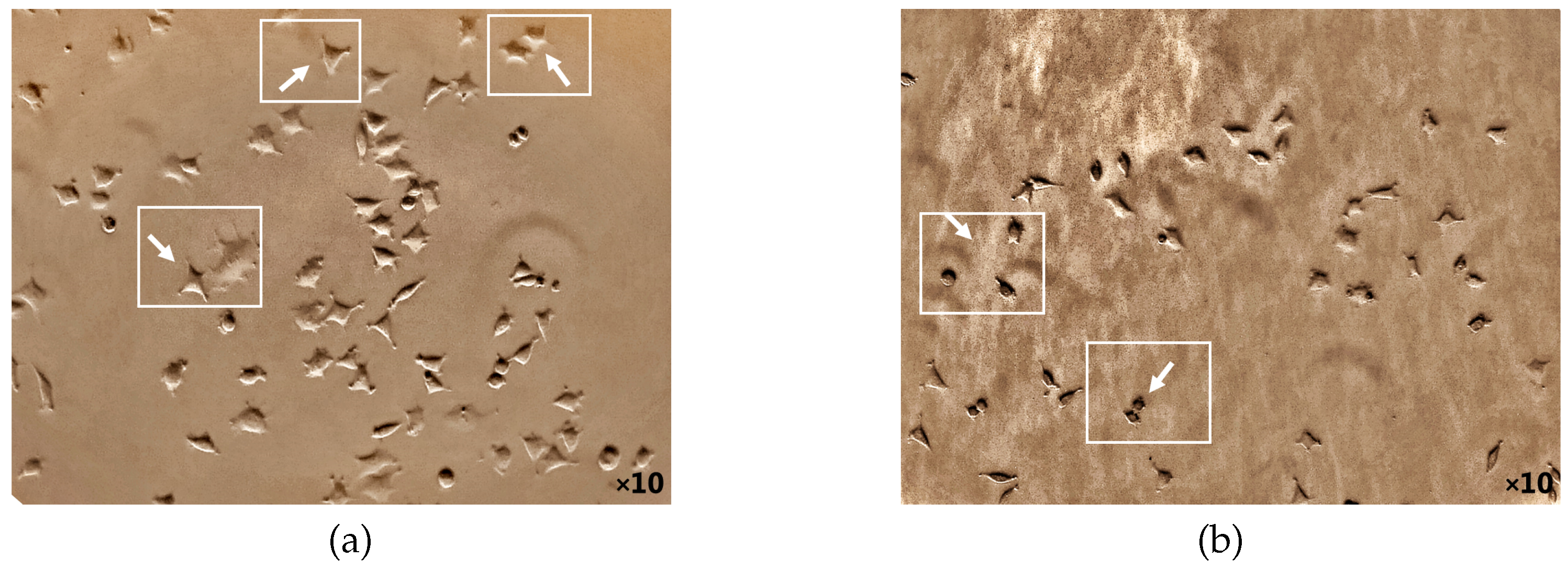 Preprints 109630 g005