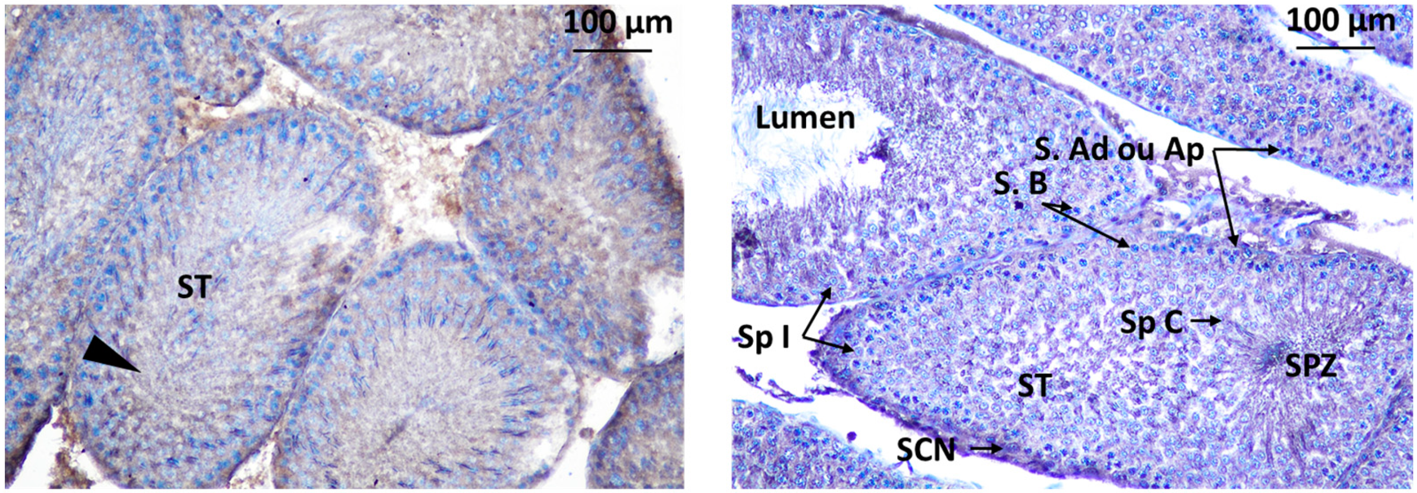 Preprints 83219 g011