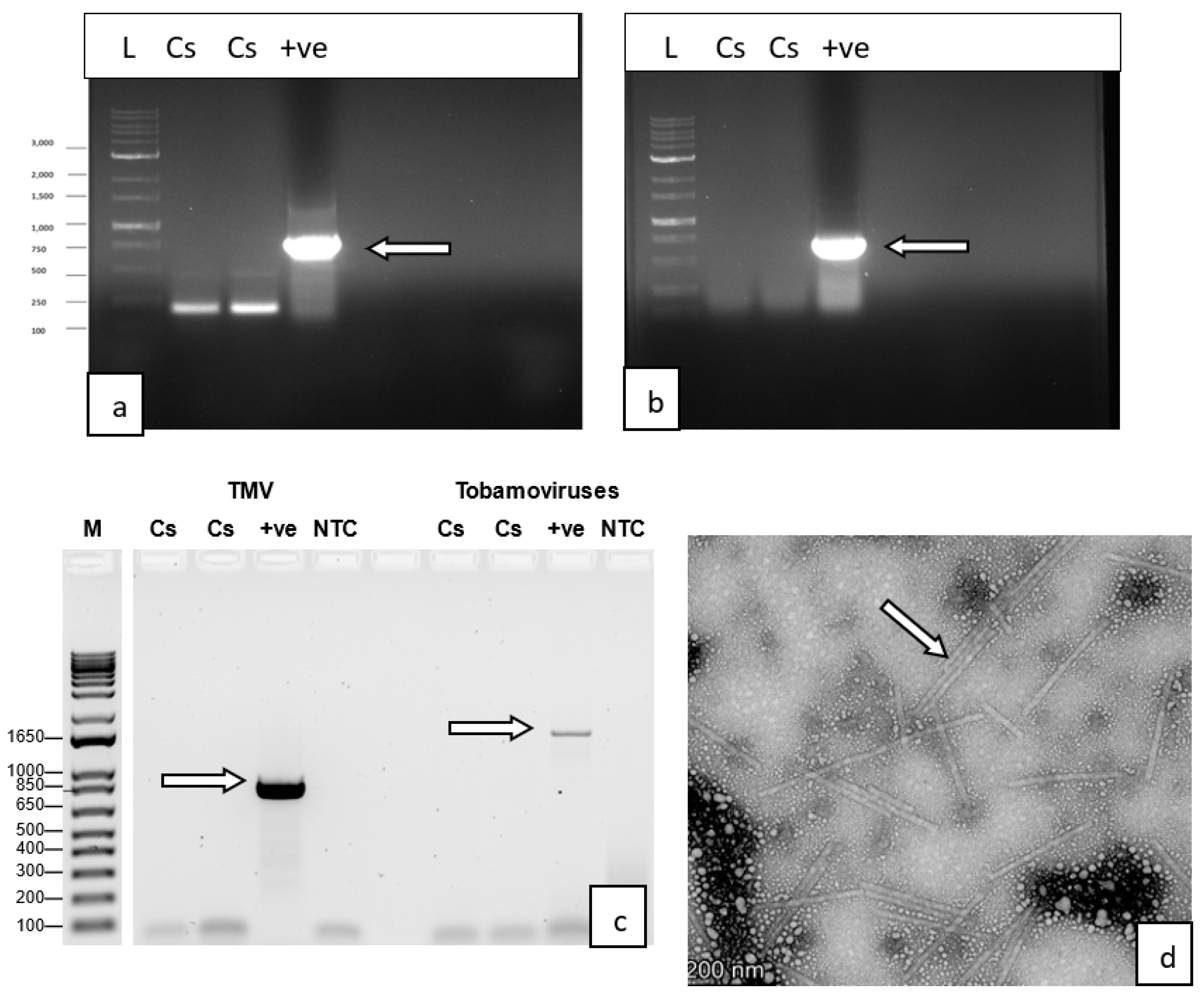 Preprints 89006 g005