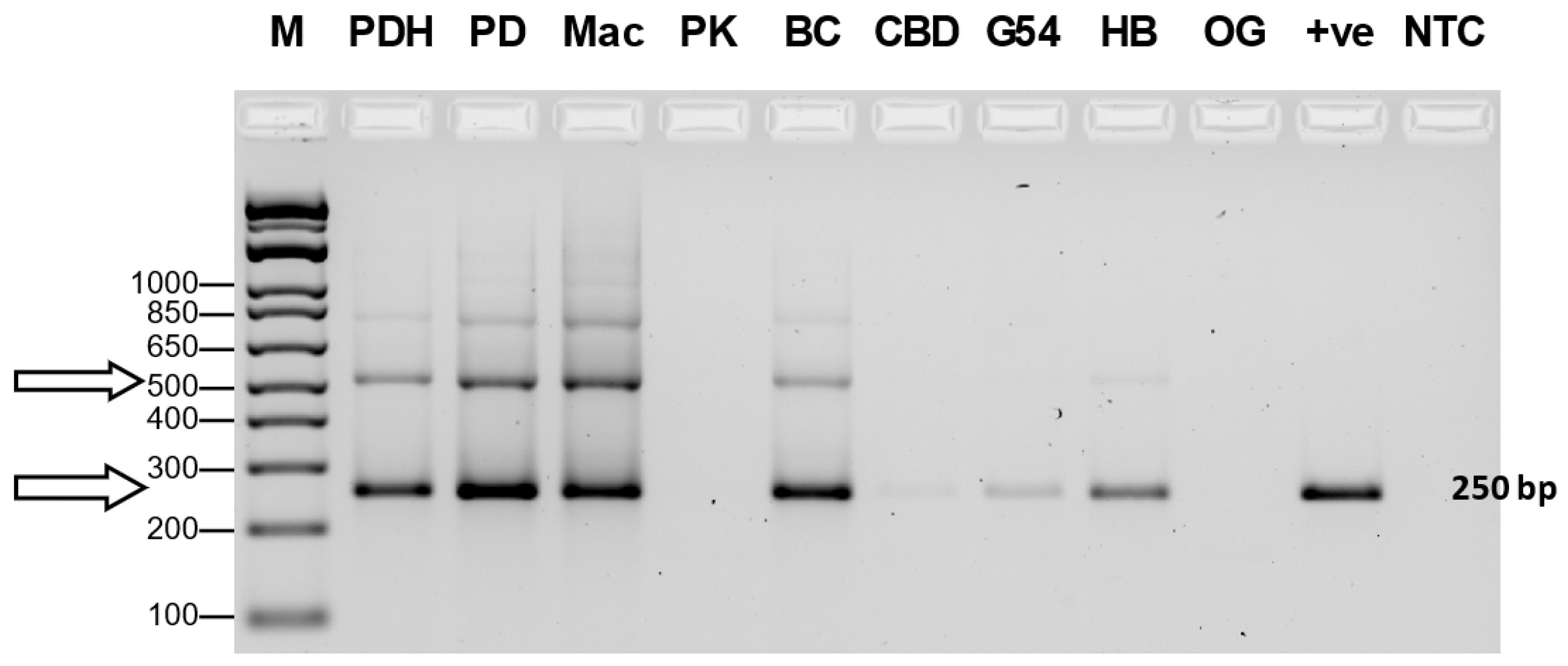 Preprints 89006 g009