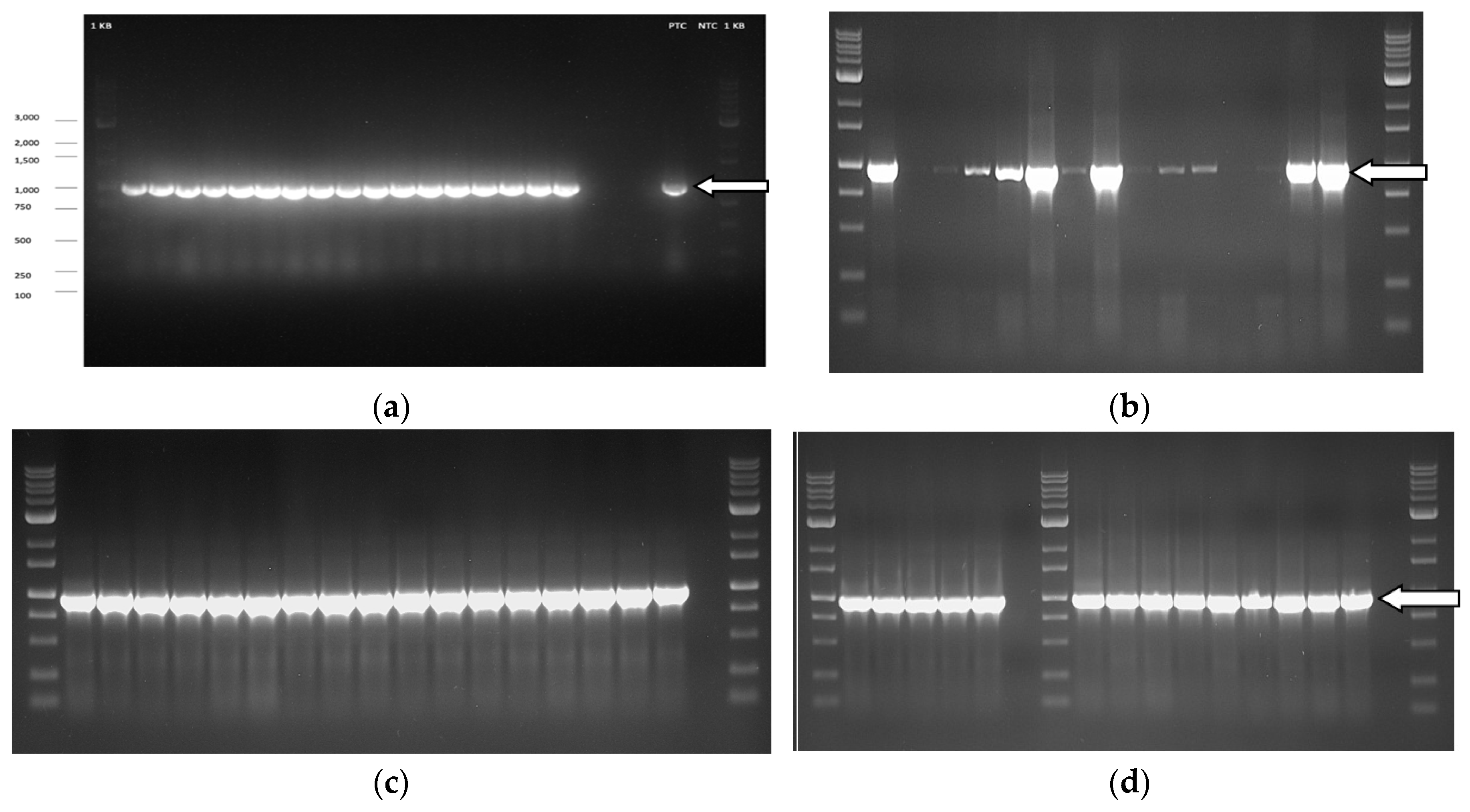 Preprints 89006 g010