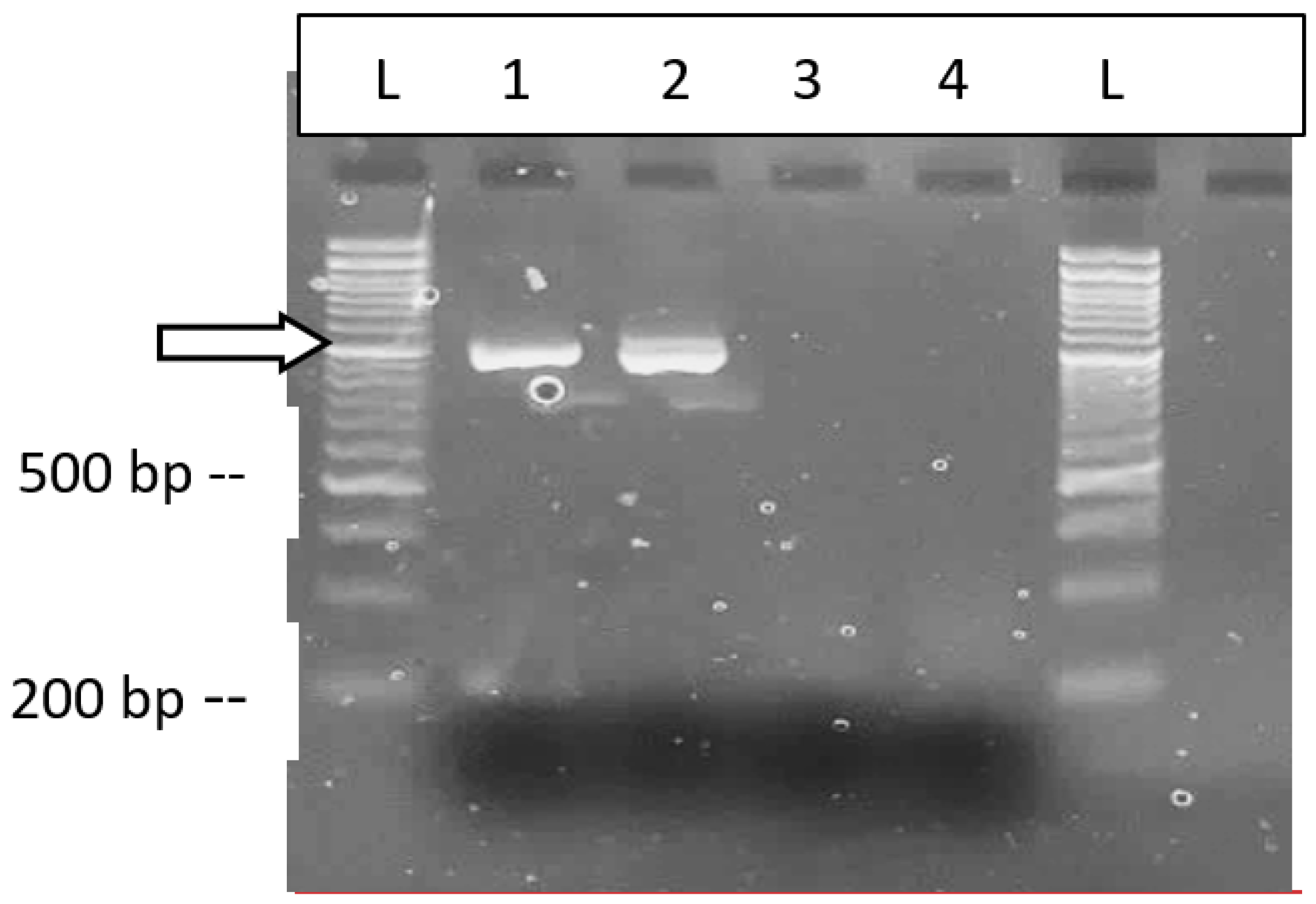 Preprints 89006 g020