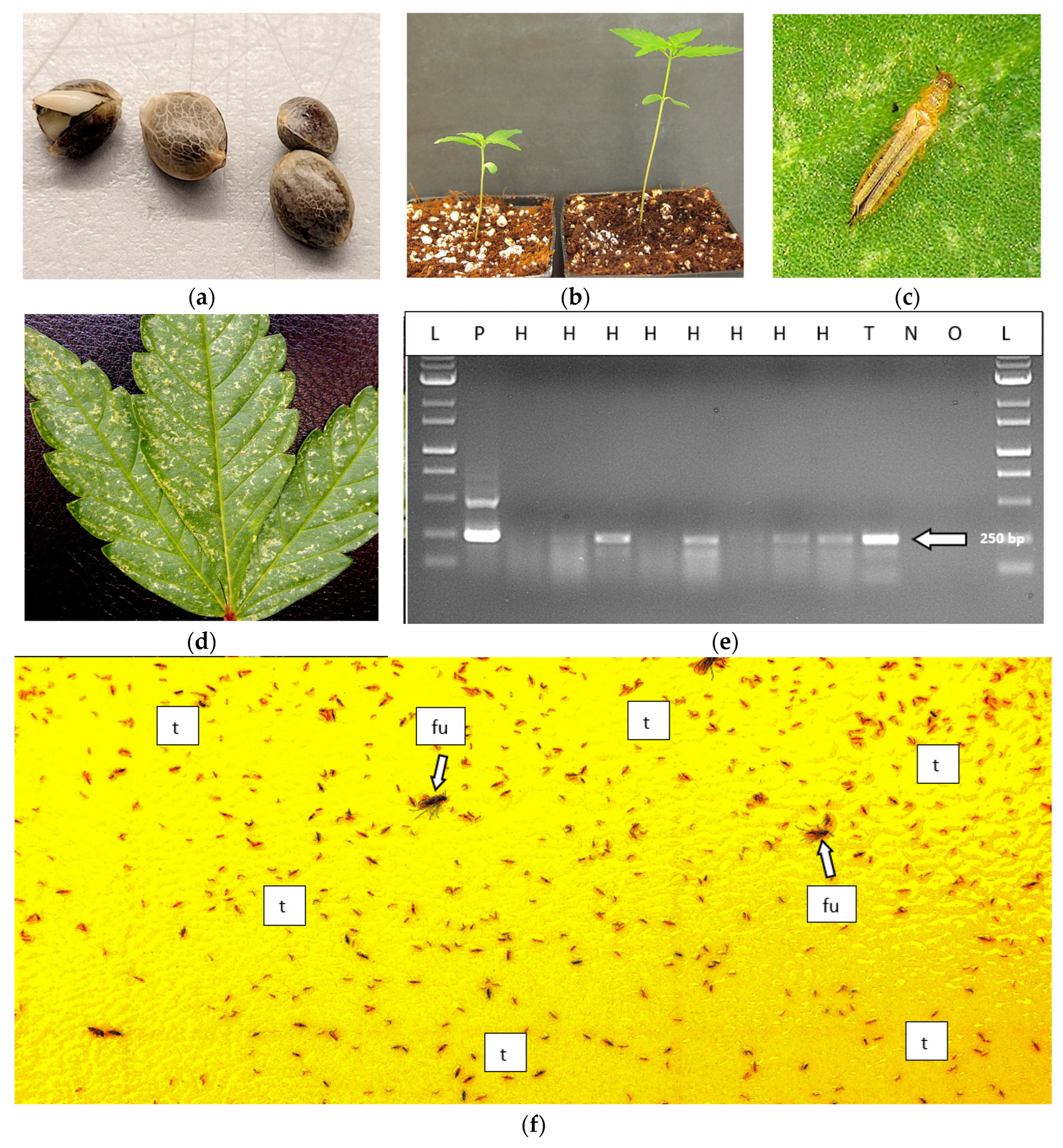 Preprints 89006 g024