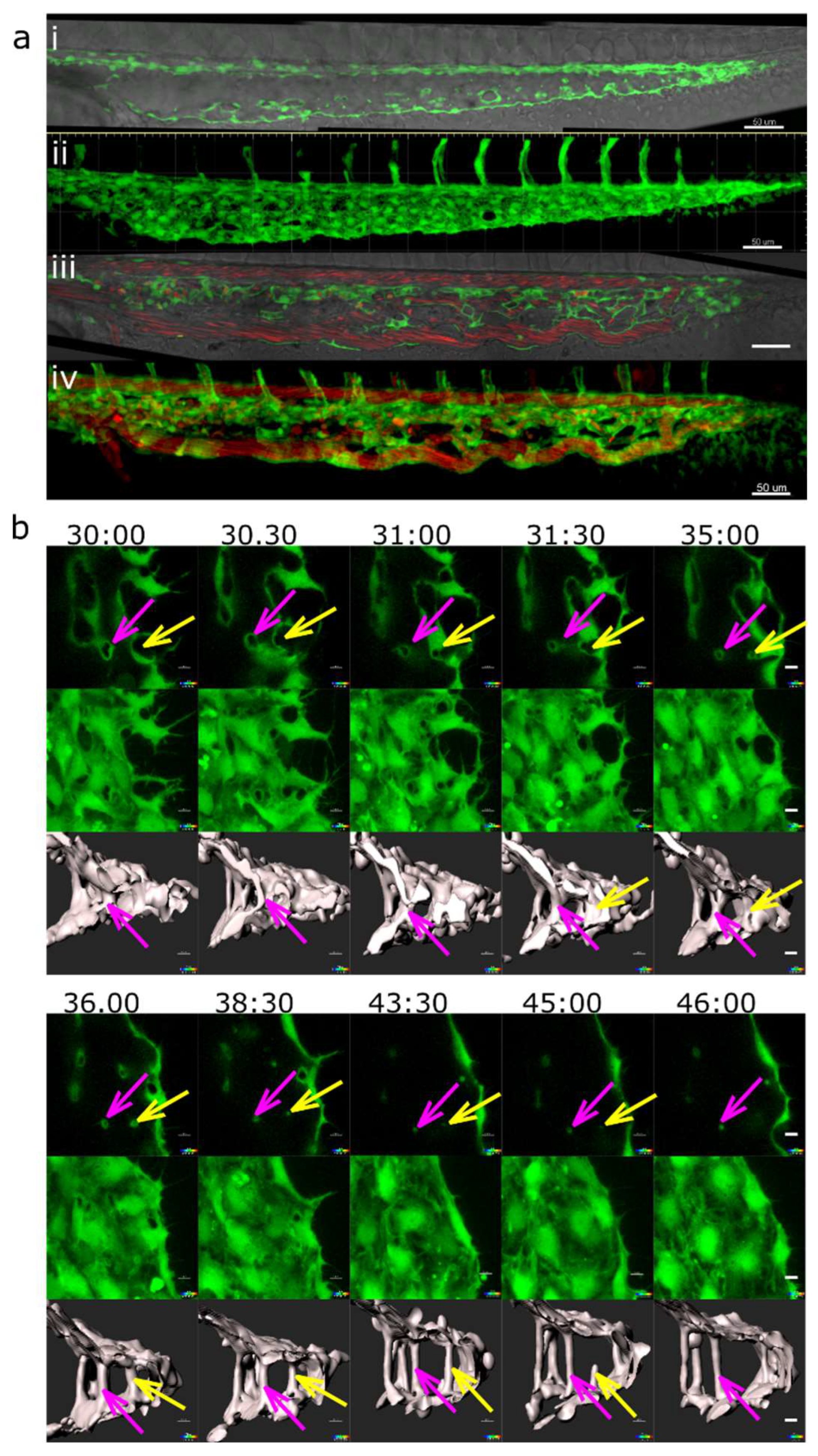 Preprints 83680 g005