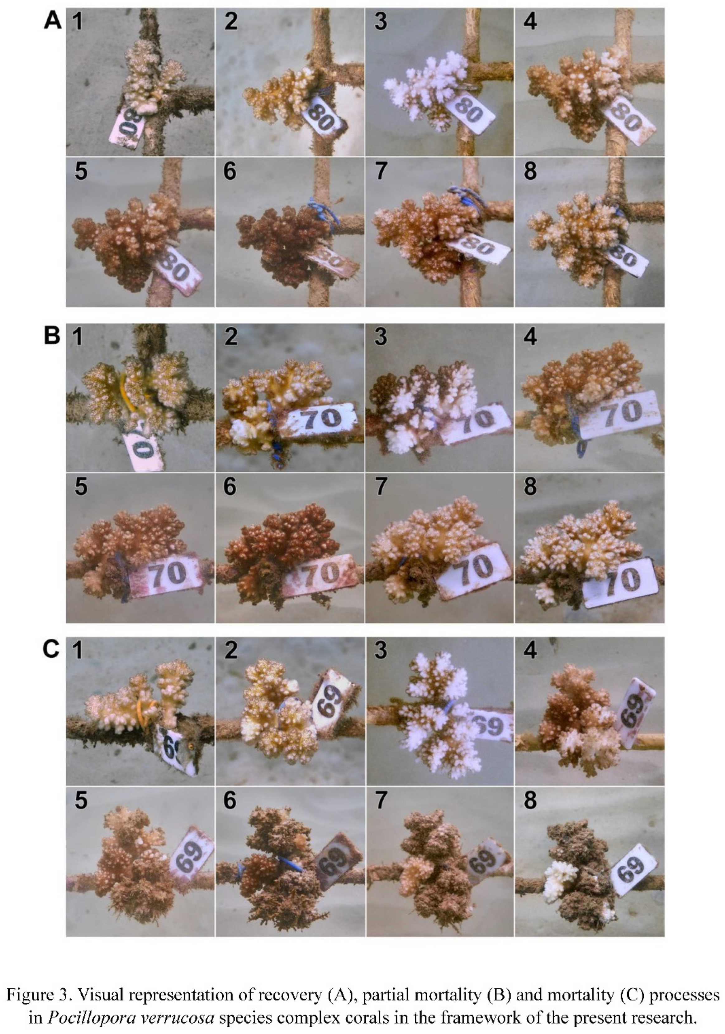 Preprints 92388 g003