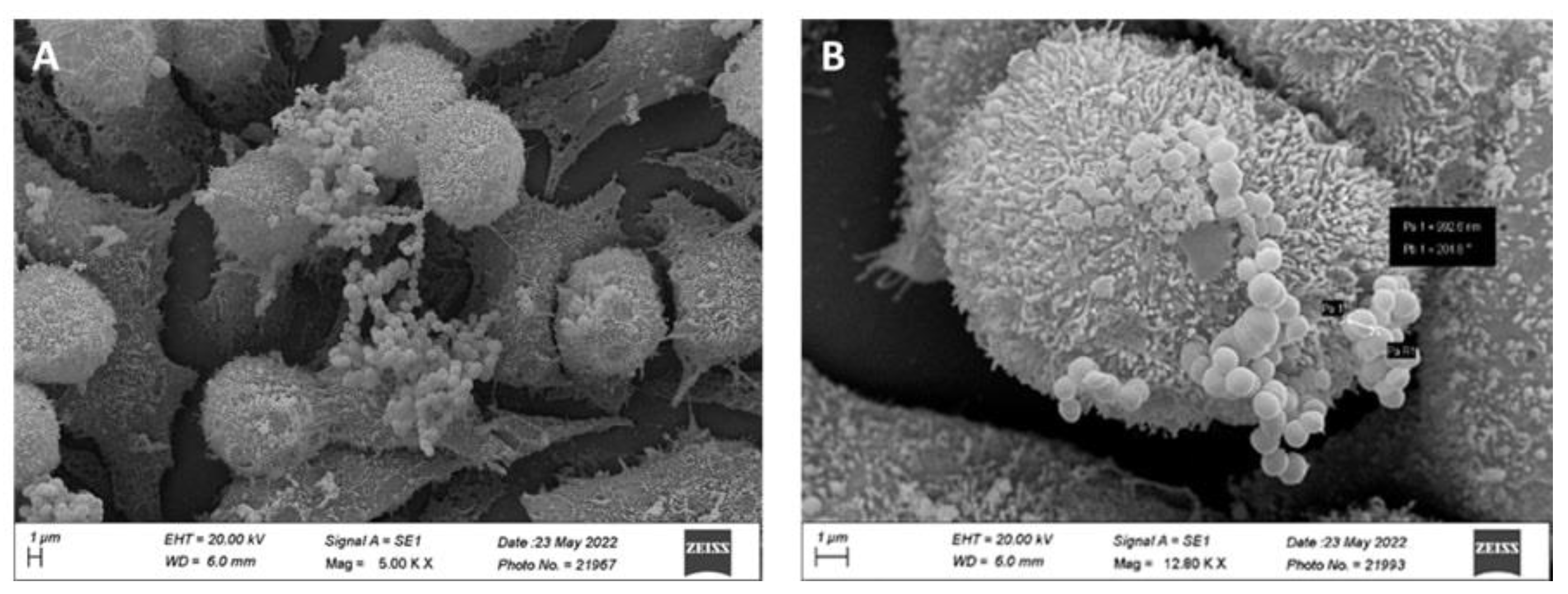 Preprints 92619 g005