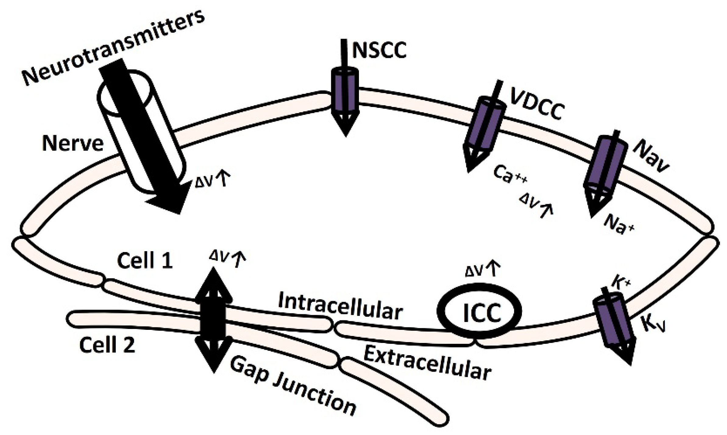 Preprints 100945 g001