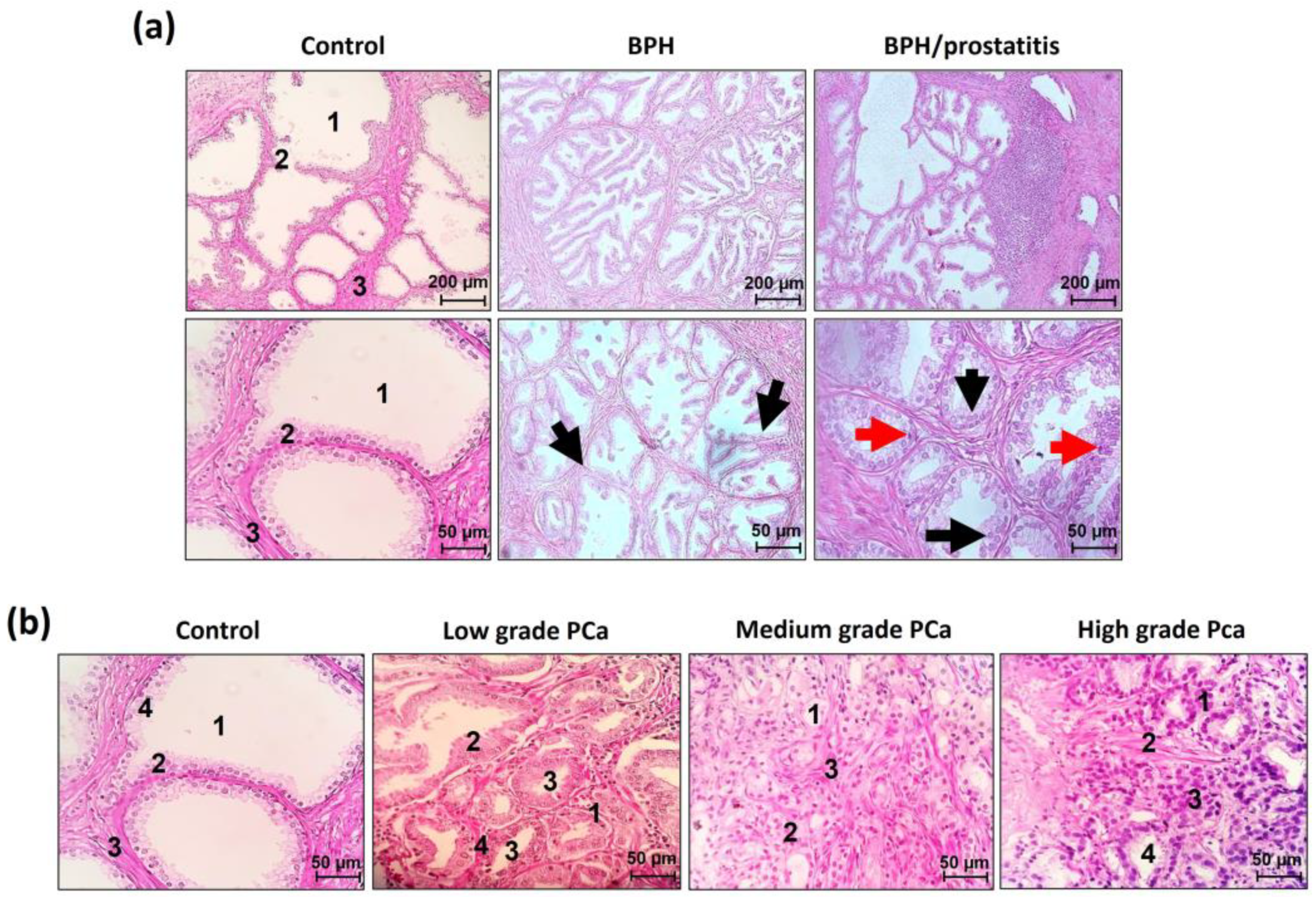 Preprints 118193 g001