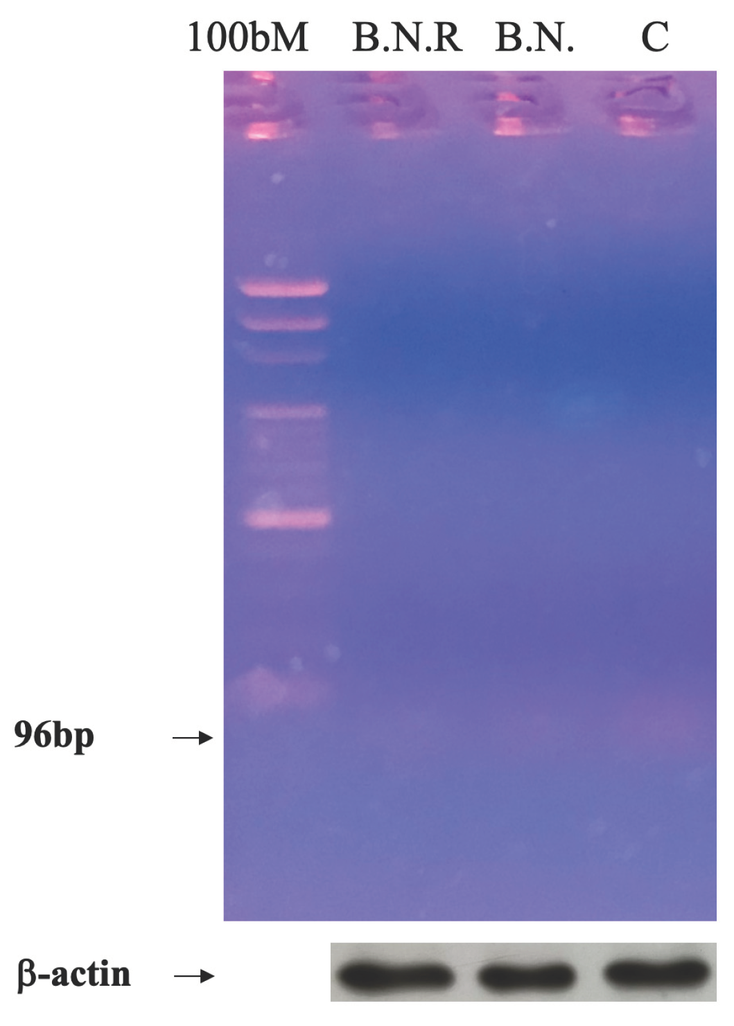 Preprints 101703 g008