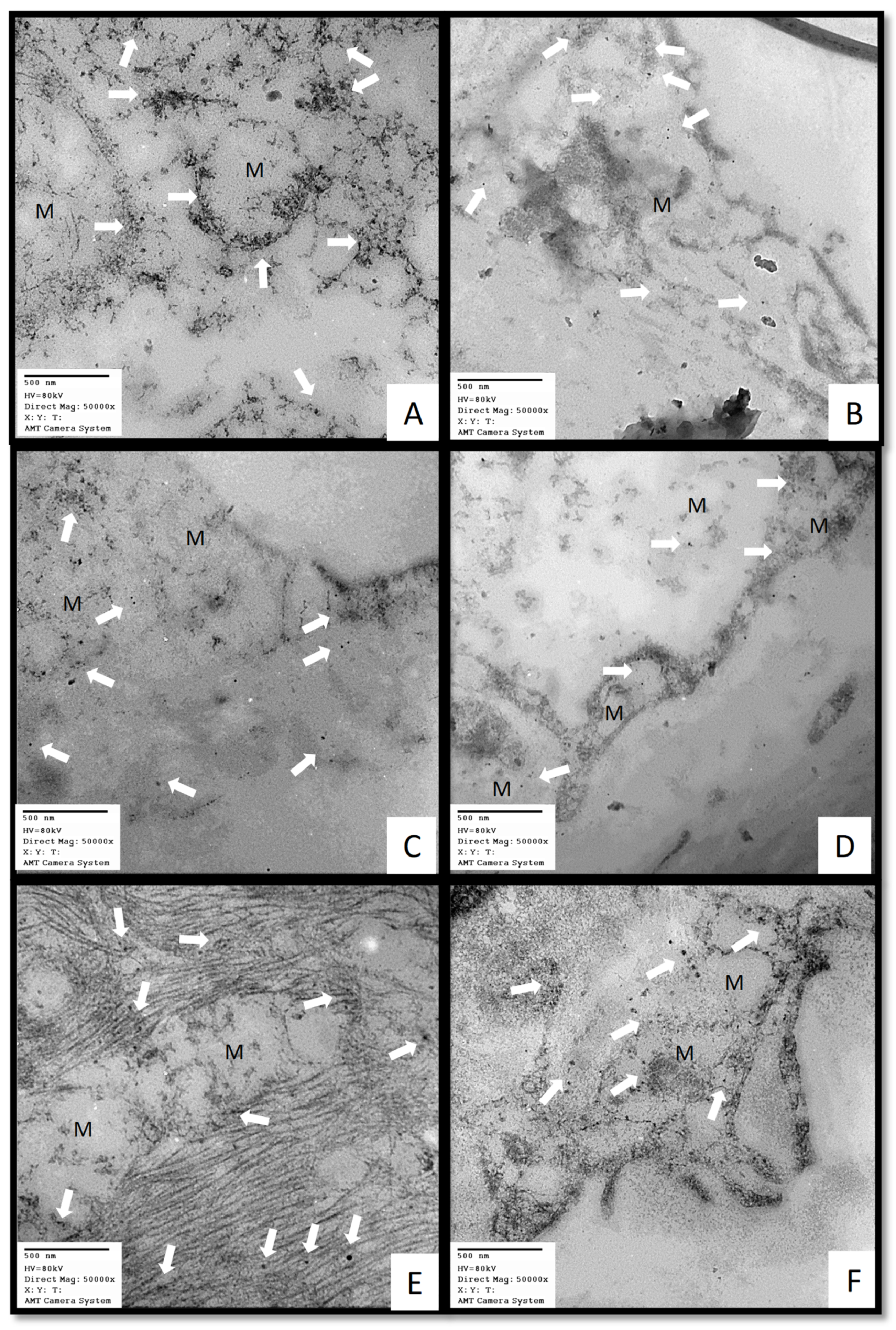 Preprints 97627 g003