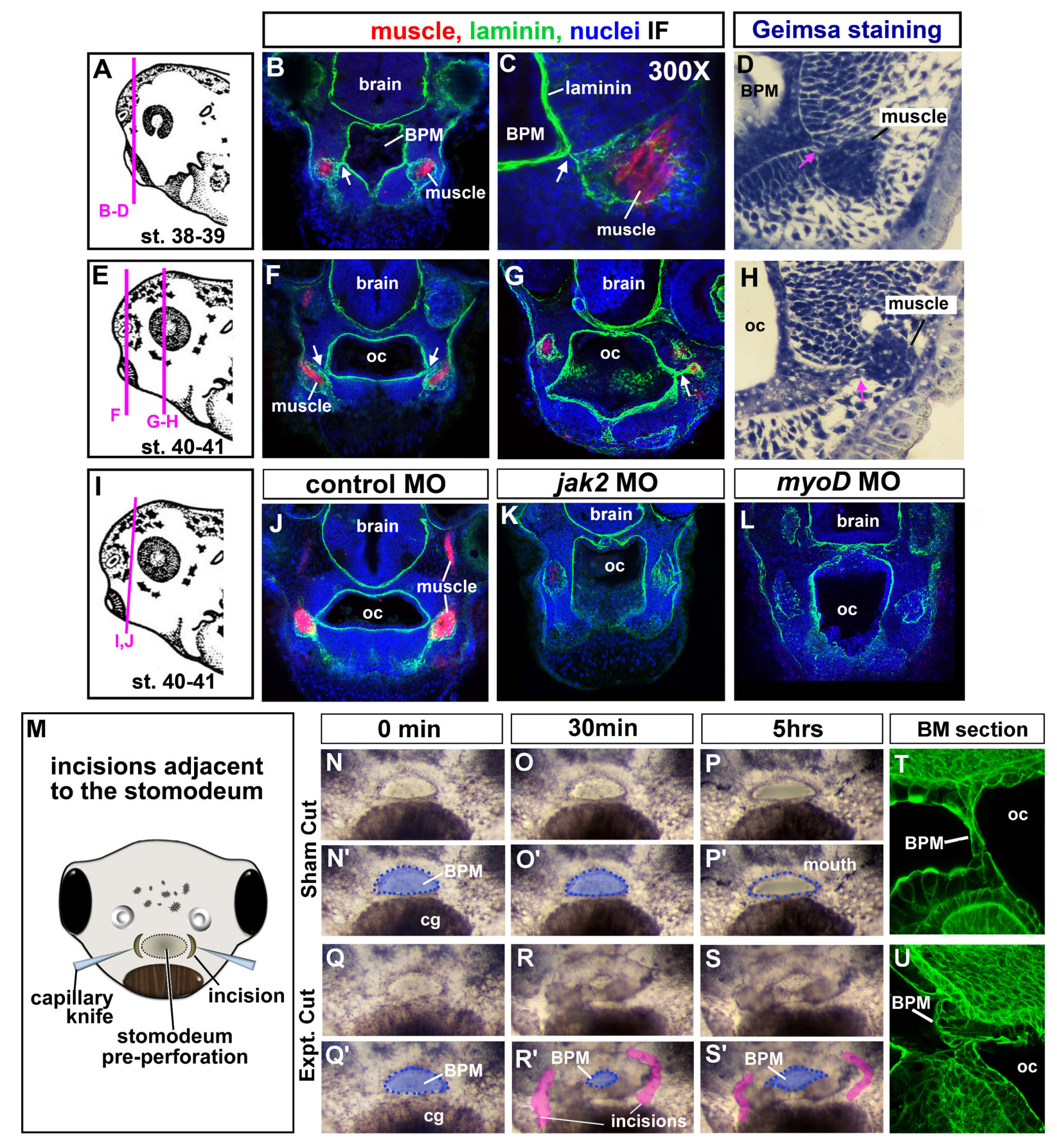 Preprints 70860 g005