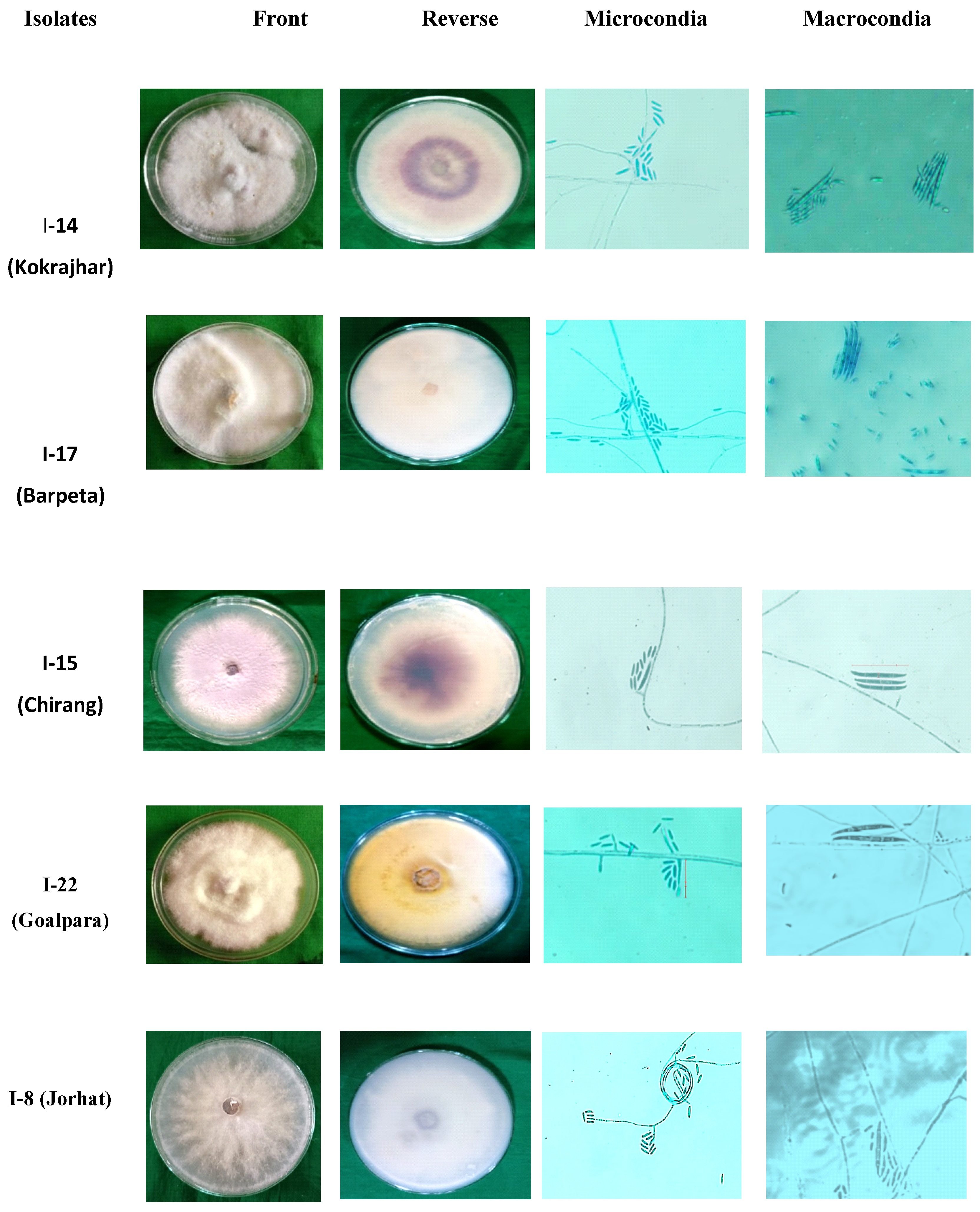 Preprints 118295 g003