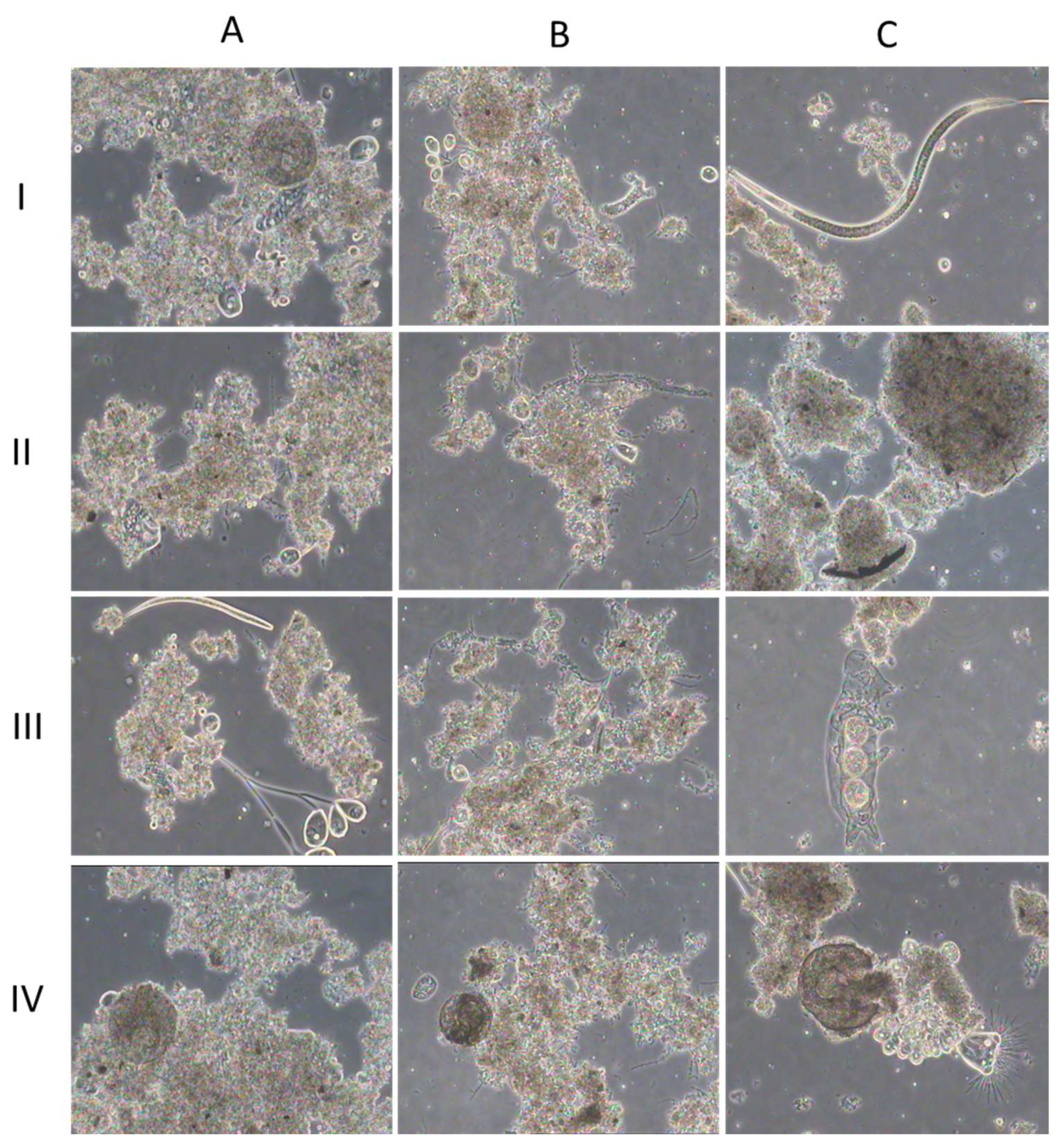 Preprints 96135 g002