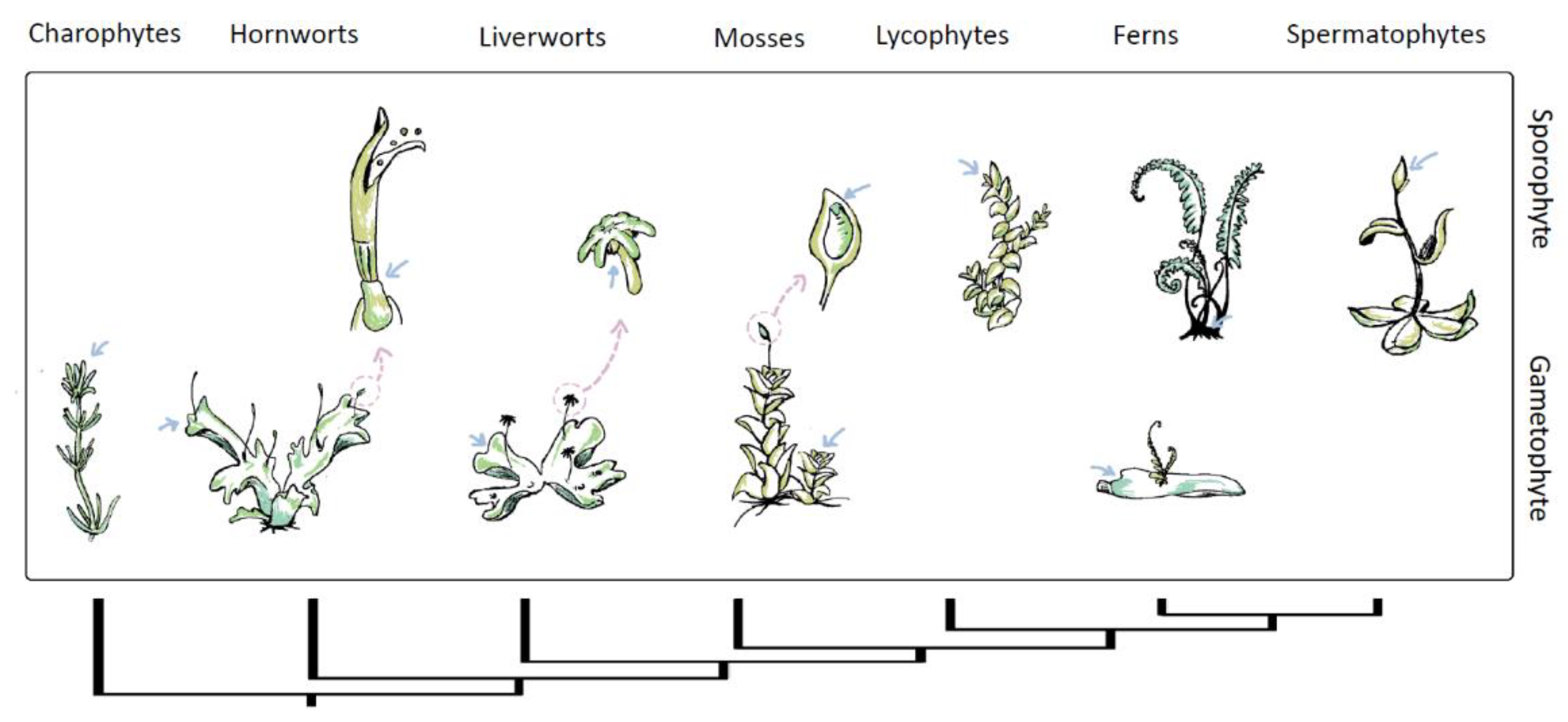 Preprints 85714 g002