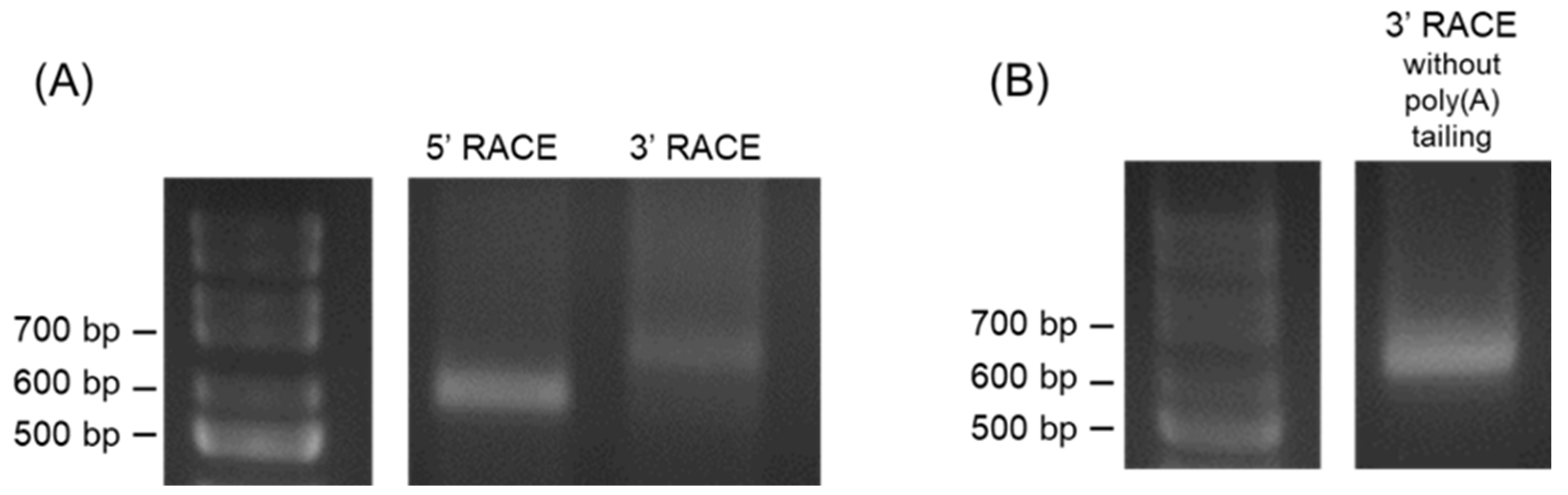 Preprints 106451 g002