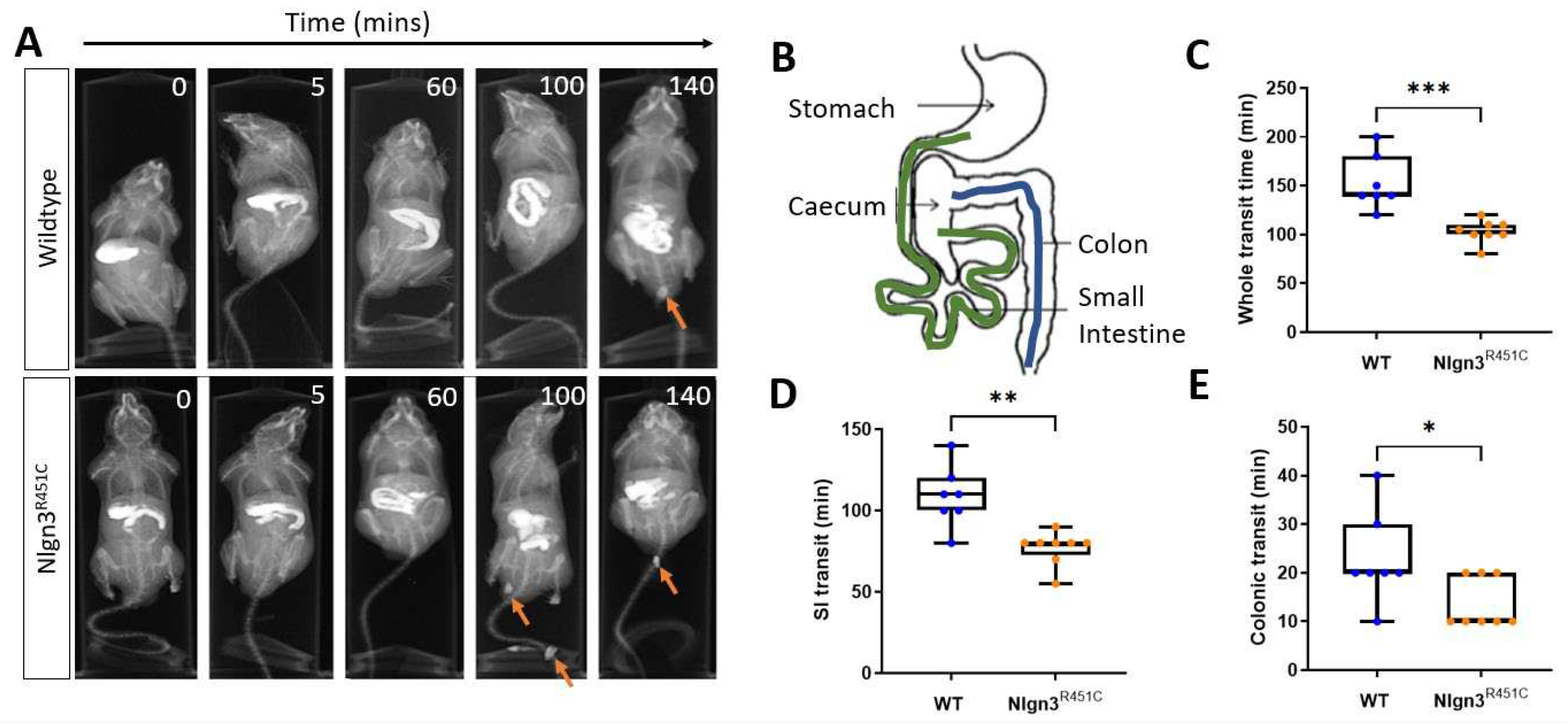 Preprints 86698 g001