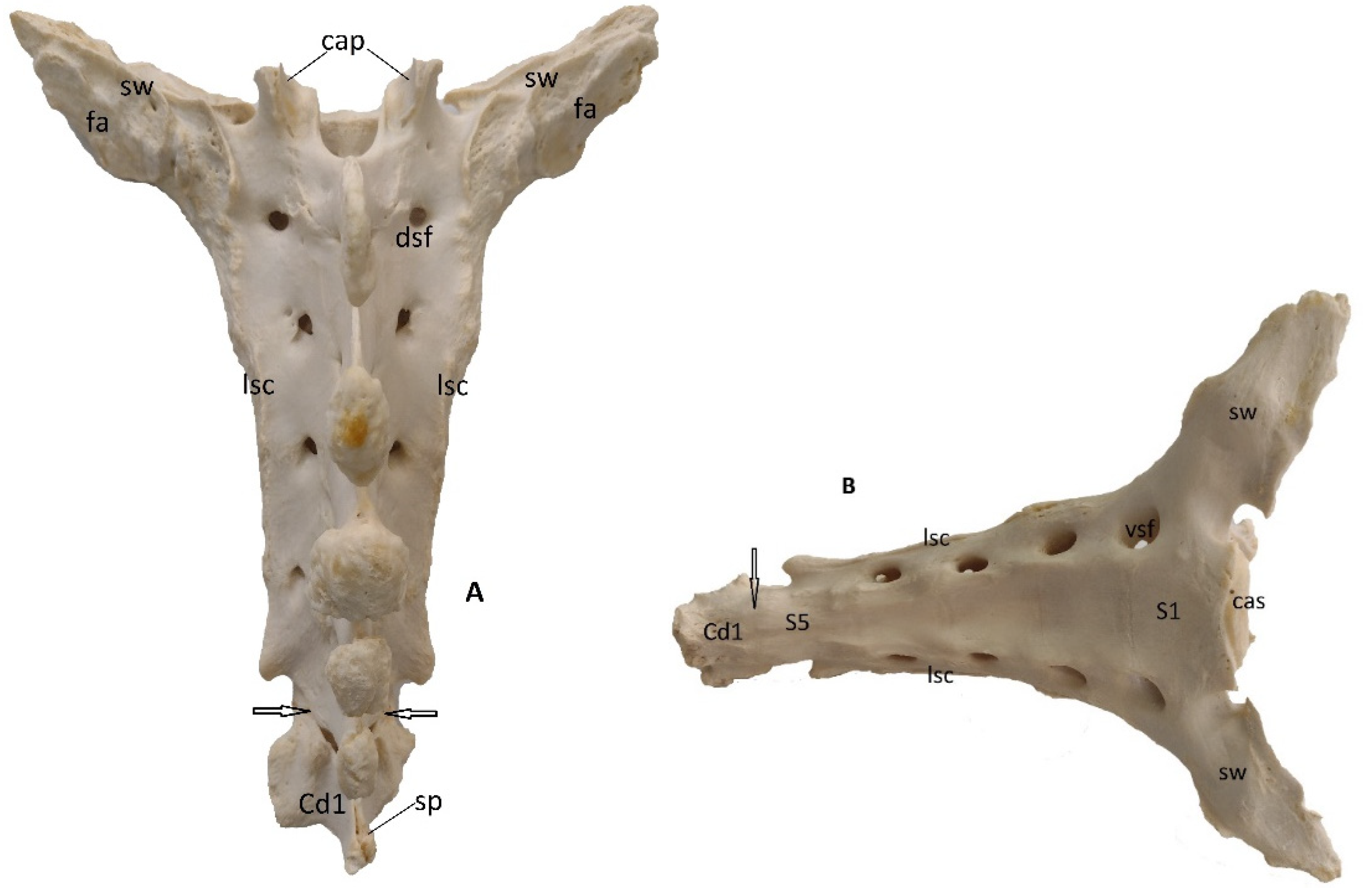 Preprints 91911 g005