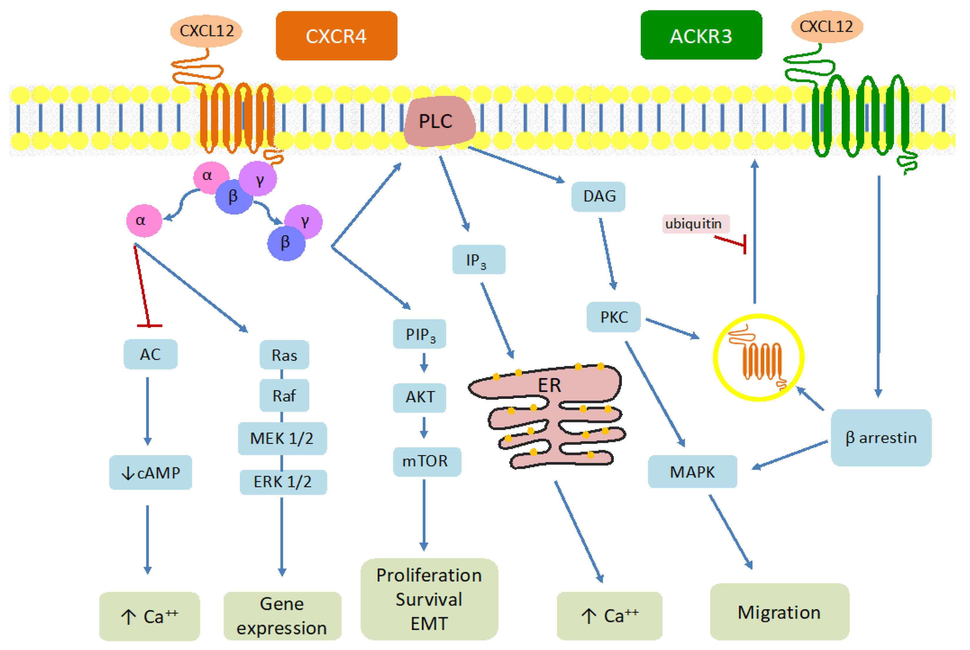 Preprints 103845 g001