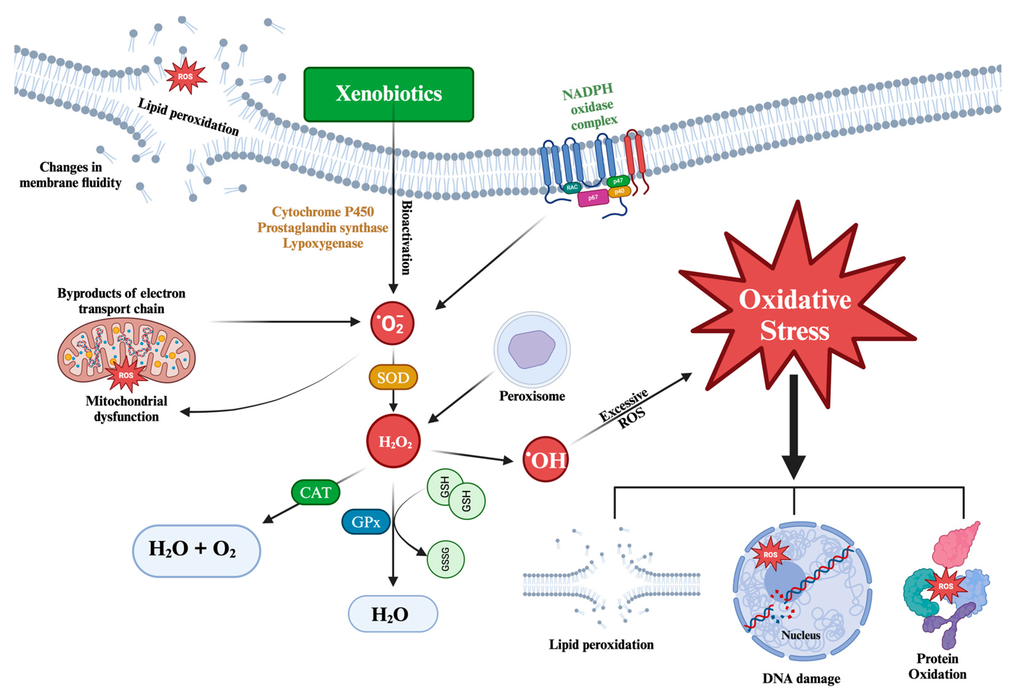 Preprints 118872 g001