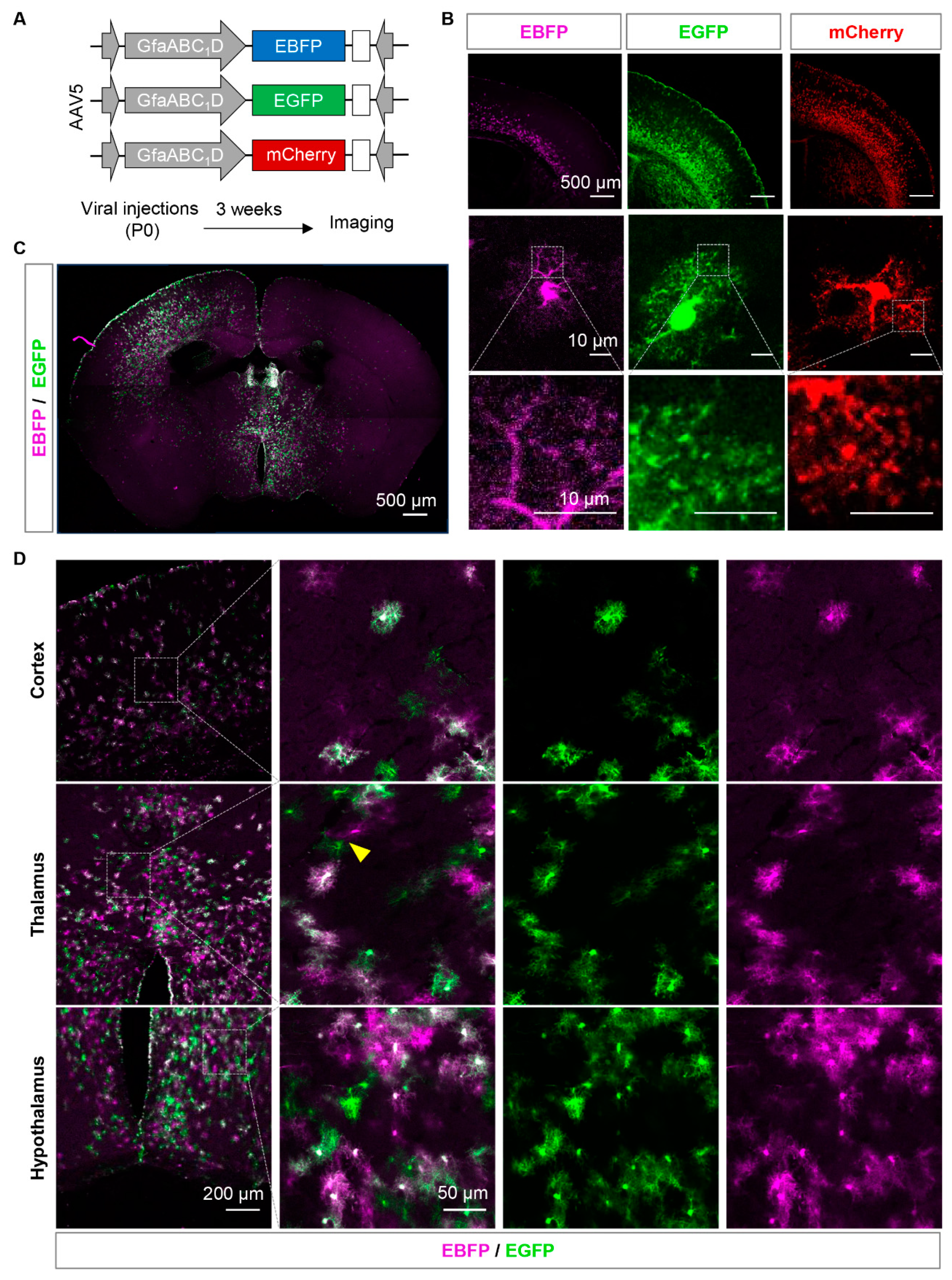 Preprints 87551 g002