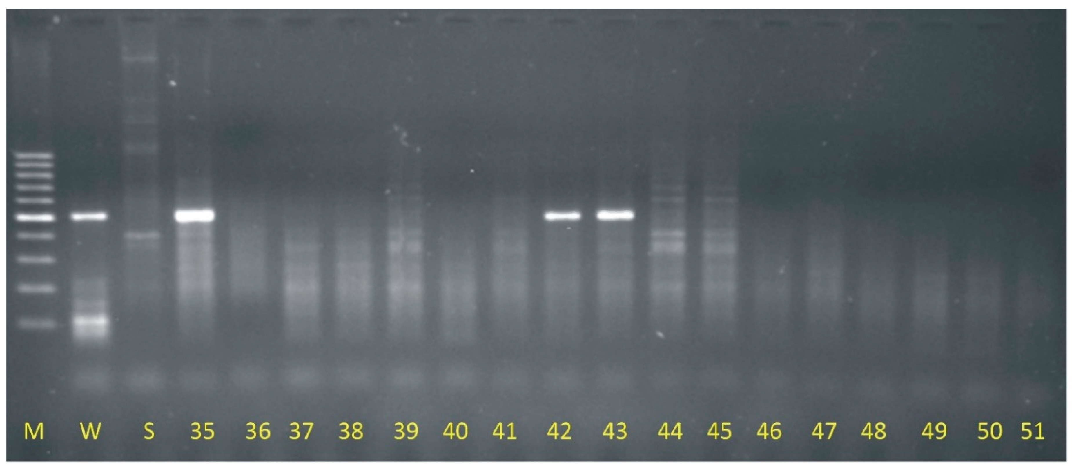 Preprints 81200 g001